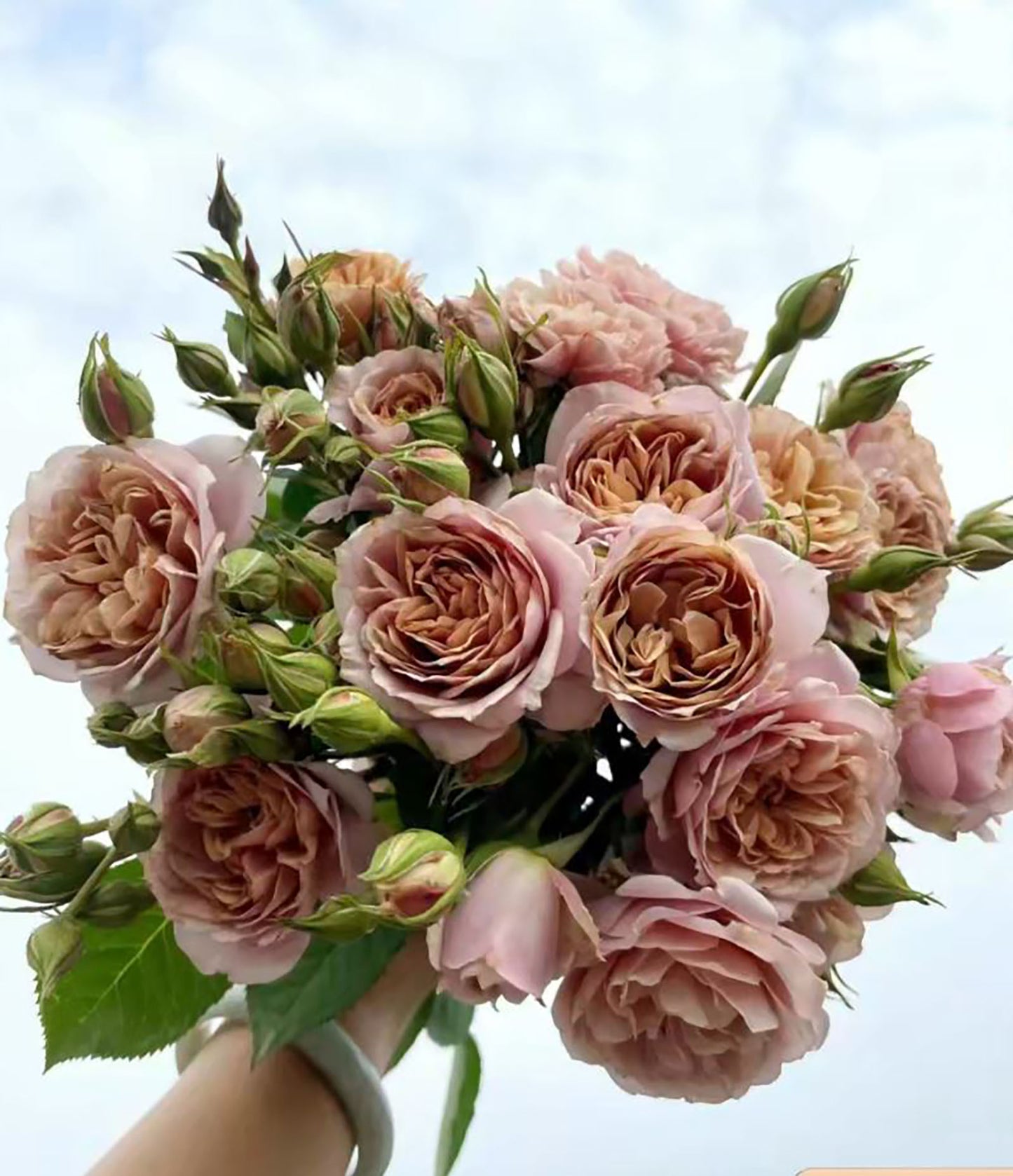 #SPJ060 , Iori 八神庵, Japanese Florist Floribunda Rose,Heat-Resistant, Disease-Resistant, Non-Grafted/Own Root.