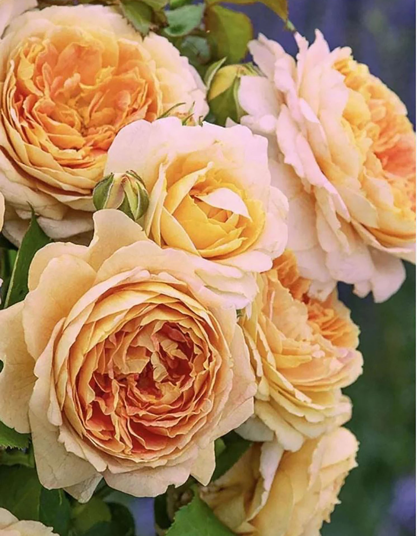 Fun in the Sun, Floribunda Rose,Heat-tolerant, disease-resistant, Non-Grafted/Own Root.
