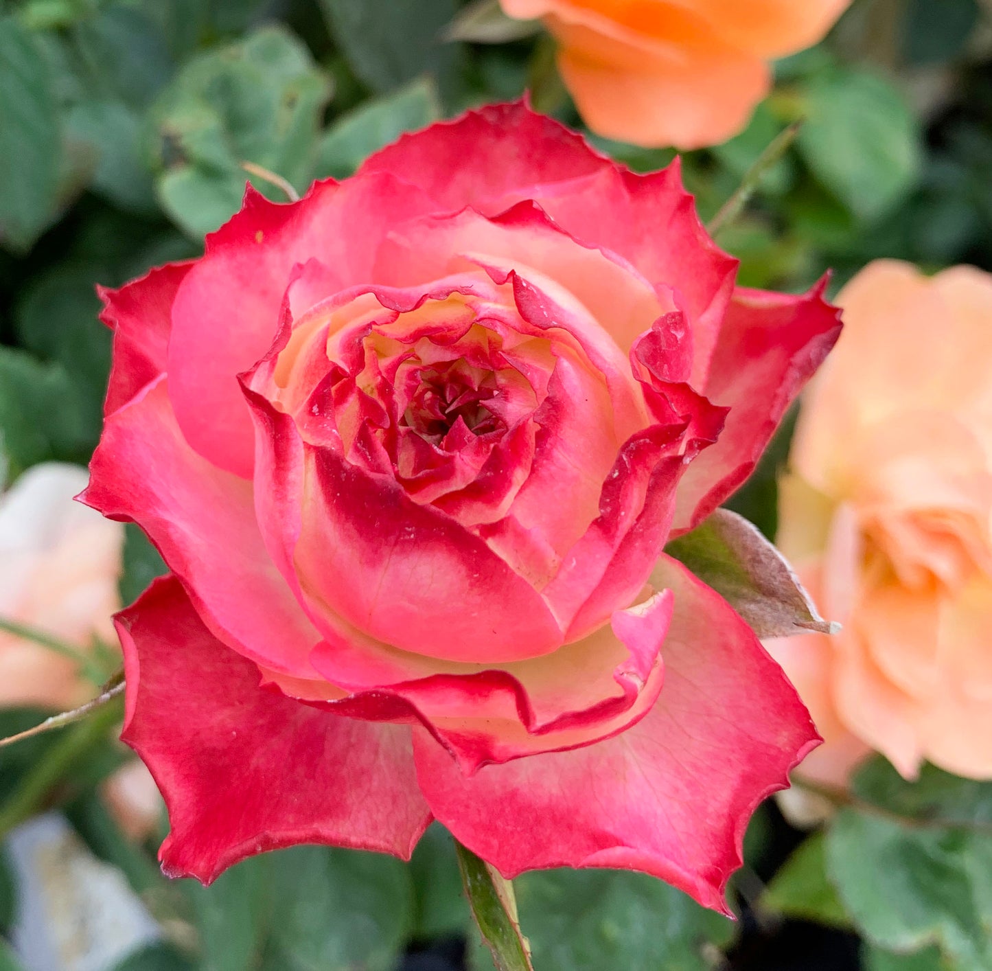 Rose Apple Jack 苹果杰克, Non-Grafted/Own Root. disease-resistant plant, Continual Blooming.