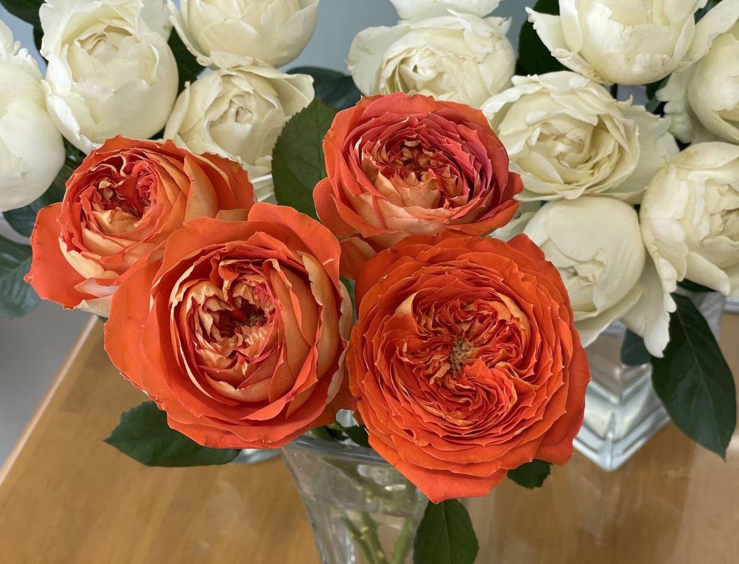 #SPJ131,Arancia 橙意,Japanese Floribunda Rose, Non-Grafted/Own Root.