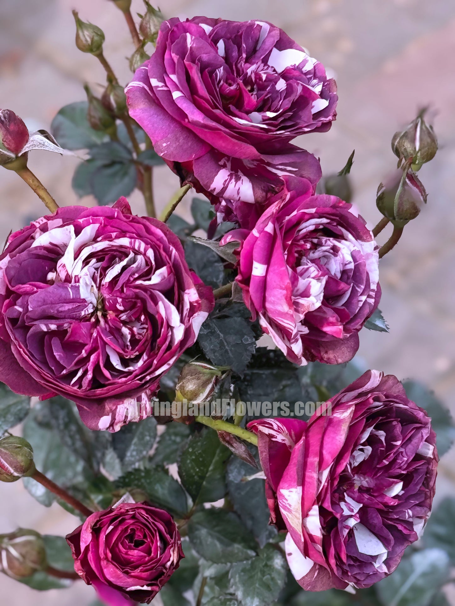 Scented Jewel 芬芳宝石 , Shrub Rose, Large Bright Orange Flower, Non-Grafted/Own Root.