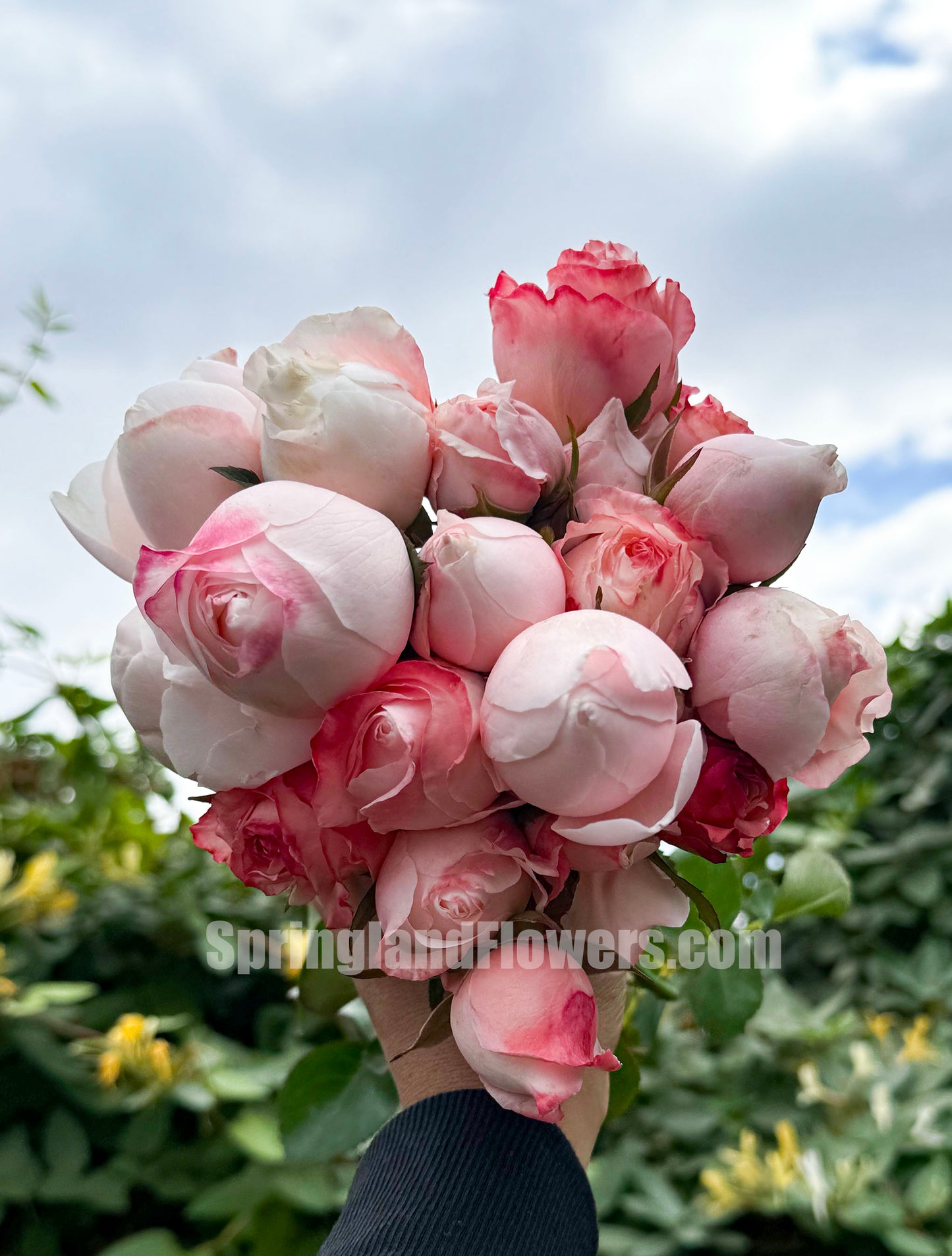 #SPC223,NEW 2022! Strawberry Droplet/FangZi 芳姿,Shrub Rose, 天狼月季,Strong Disease Resistance, Non-Grafted/Own Root.