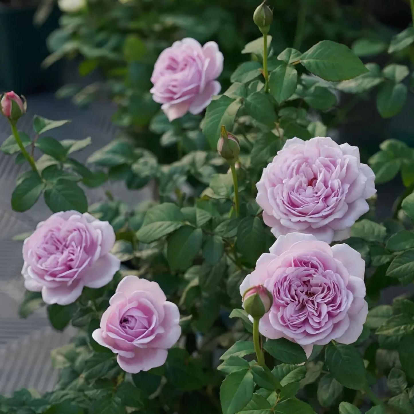 #SPJ136,Karen 卡伦/紫琪,Japanese Florist Shrub Rose. Heat-tolerant, disease-resistant,Non-Grafted/Own Root.