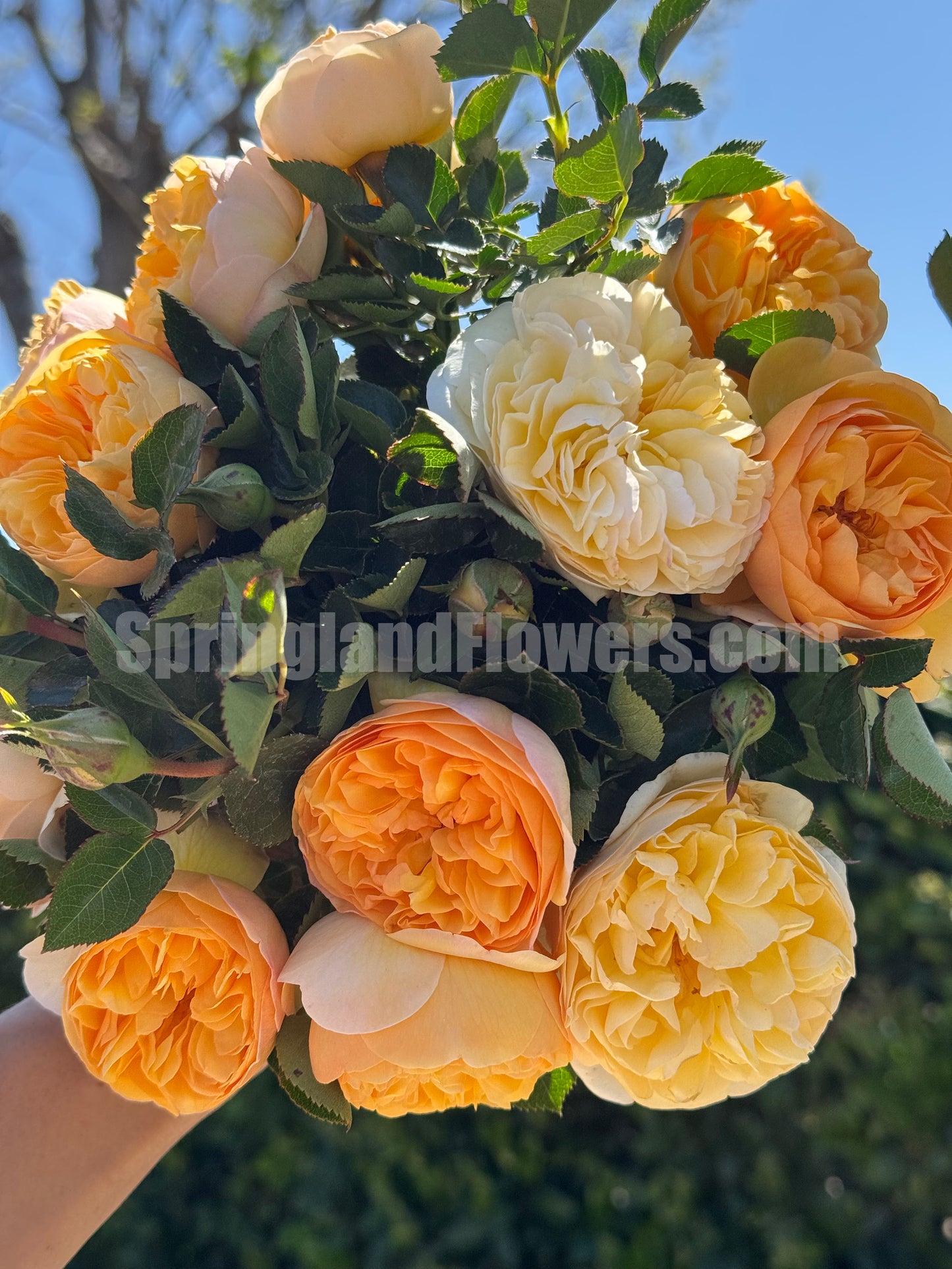 #SPJ156,Luciole 萤火虫 リュシオール,Japanese Shrub Rose, Disease-resistant and prolific bloomer. Non-Grafted/Own Root.