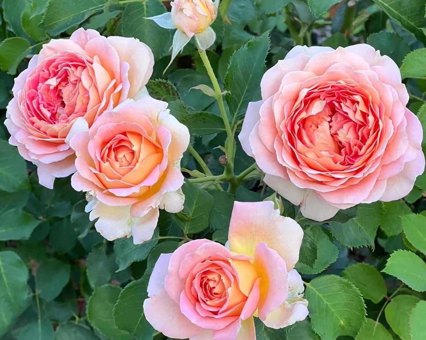 Fun in the Sun, Floribunda Rose,Heat-tolerant, disease-resistant, Non-Grafted/Own Root.