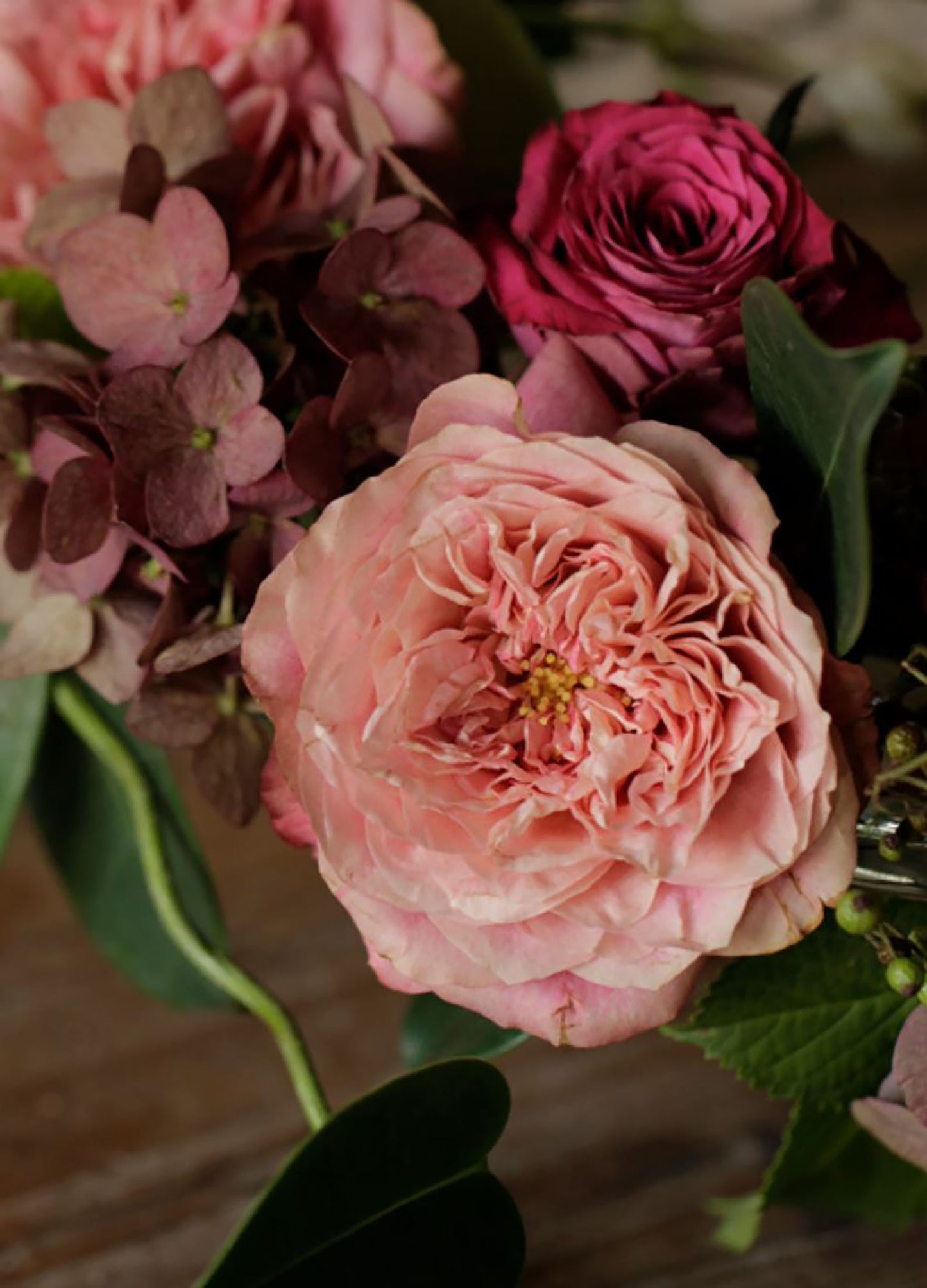 #SPJ106, Last Night on Earth 地球末夜,Japanese Shrub Rose, Non-Grafted/Own Root.