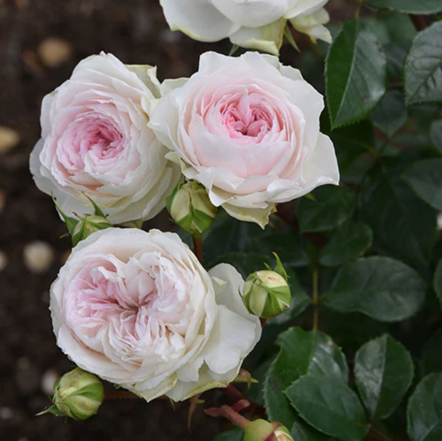 #SPJ133, Roxanne 罗克珊/黎明, Japanese Floribunda Rose, Non-Grafted/Own Root.