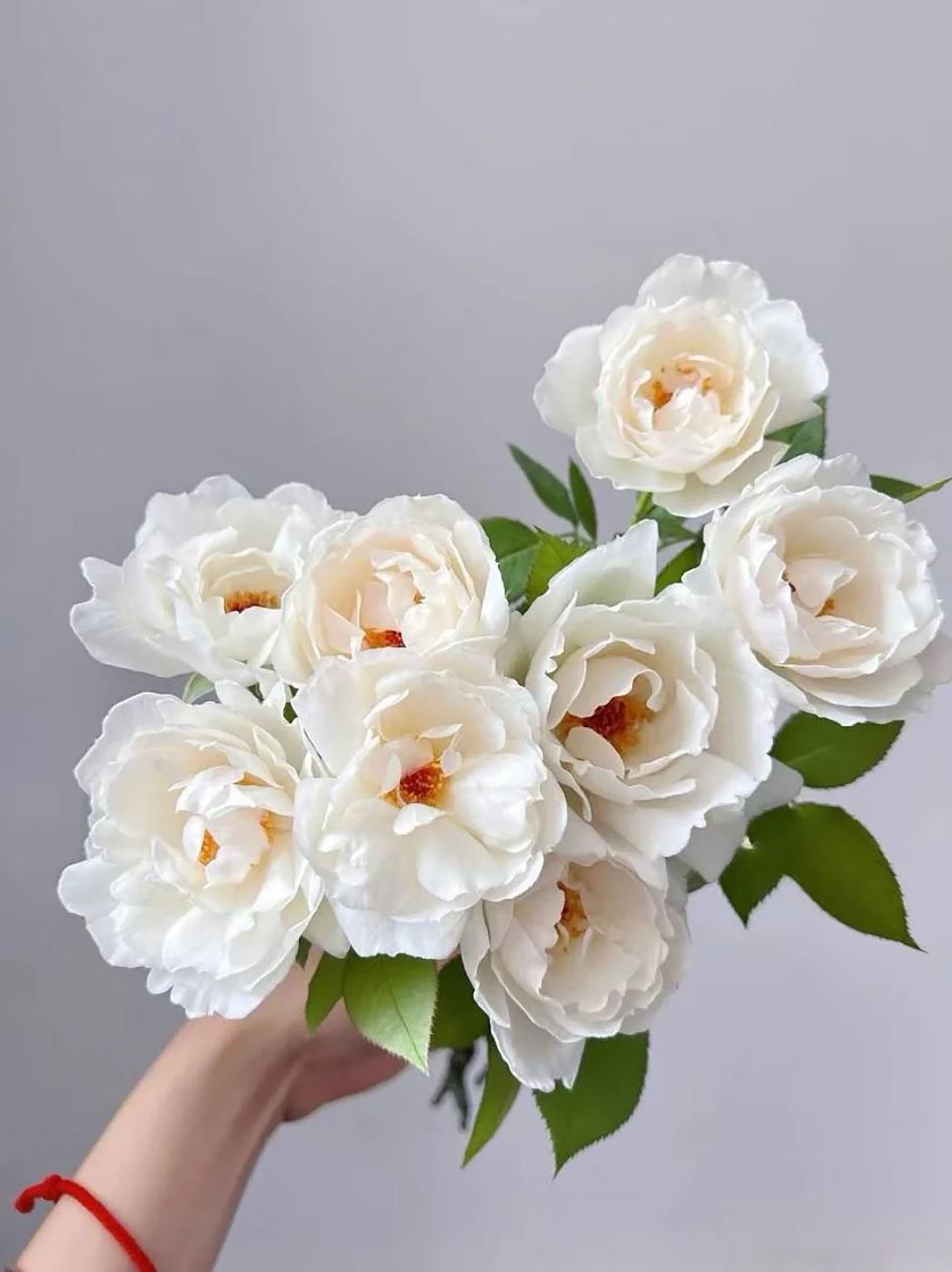 #SPJ089,Neoantique Cygne 新天鹅古董, Japanese Florist Shrub Rose, Non-Grafted/Own Root.