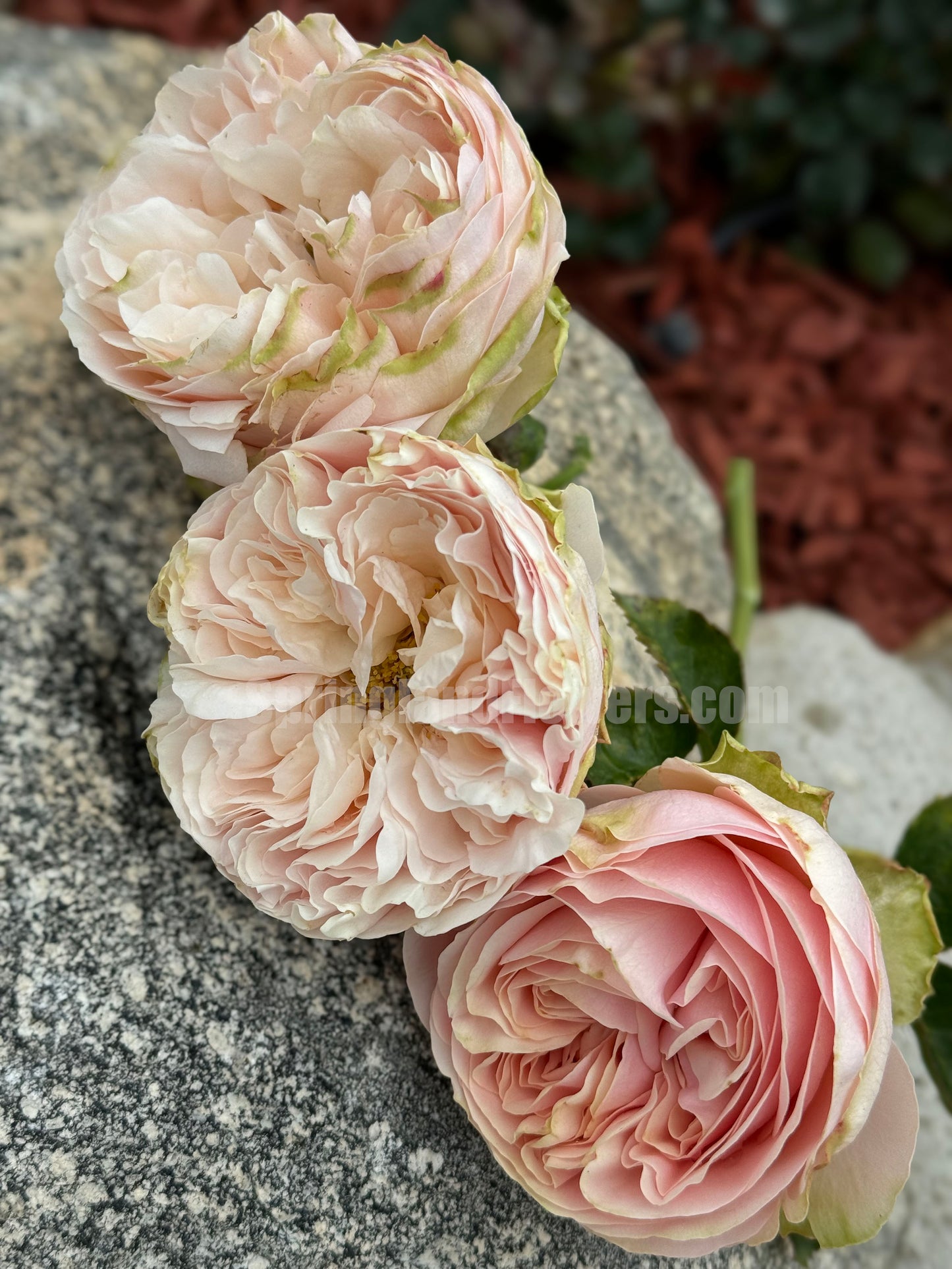 #SPN154, Extremely Similar to Unforgettable 难忘, Florist Shrub Rose, Non-Grafted/Own Root.