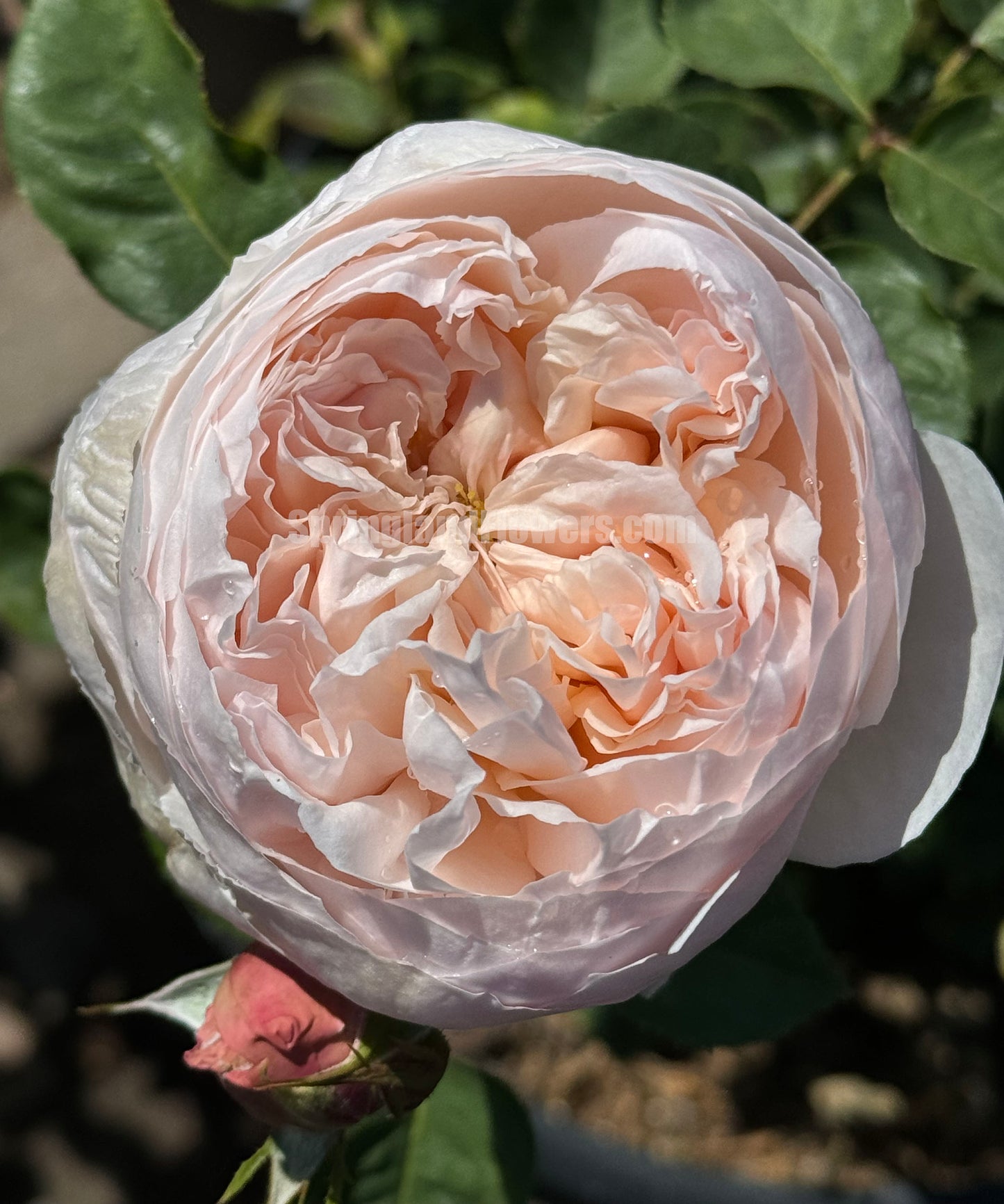 Peony Pink 芍药粉,Shrub Rose, Non-Grafted/Own Root.