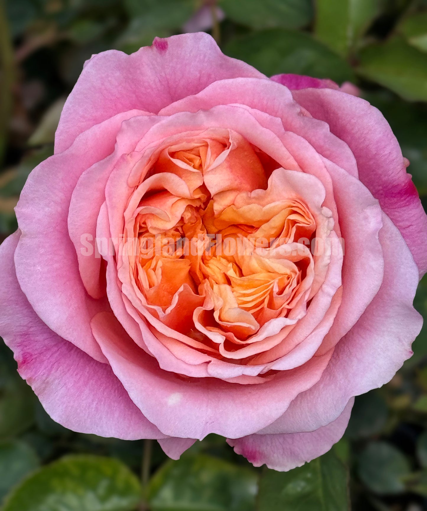 #SPN153,Victoria's Secret  维多利亚的秘密 , Shrub Rose , Non-Grafted/Own Root.