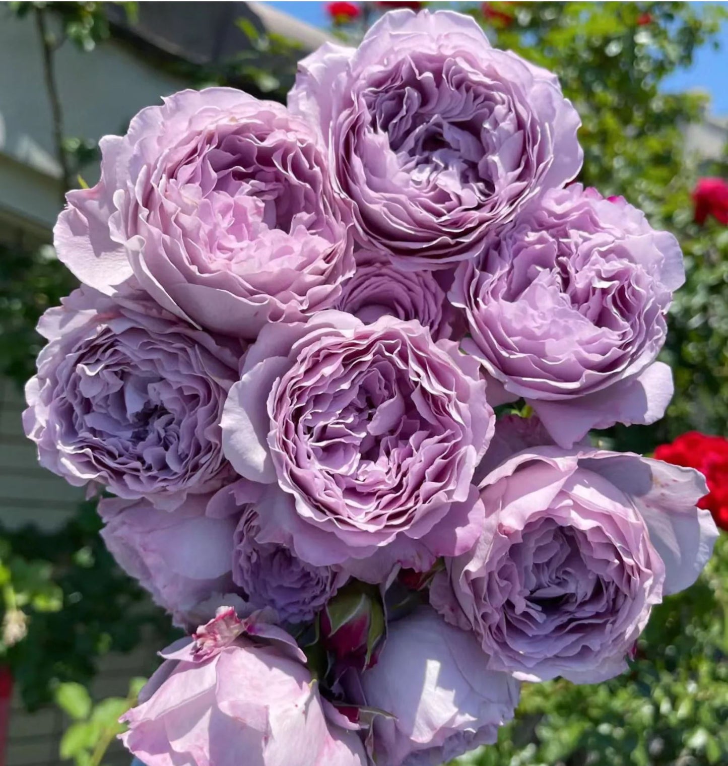 #SPC187, NEW! 2022. Blue Silken Orb 蓝丝球,Floribunda Rose, Thornless, Heat-tolerant, Disease-resistant.