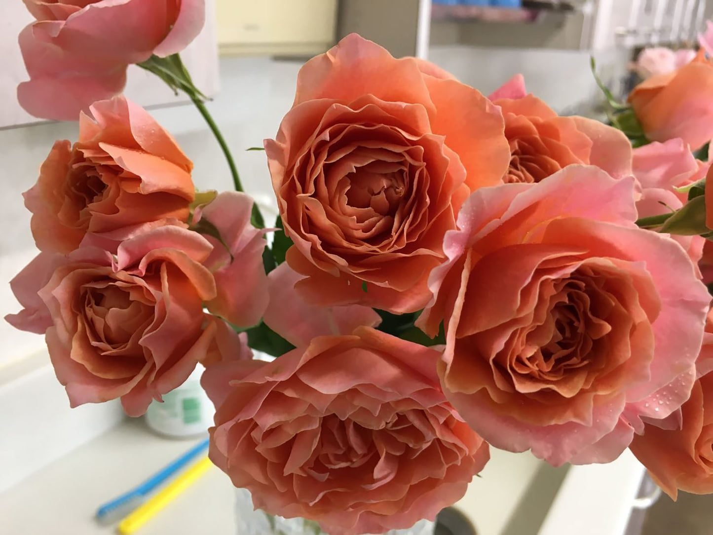 #SPJ070, Cheerleader 啦啦队长, Japanese Shrub Rose. Non-Grafted/Own Root.