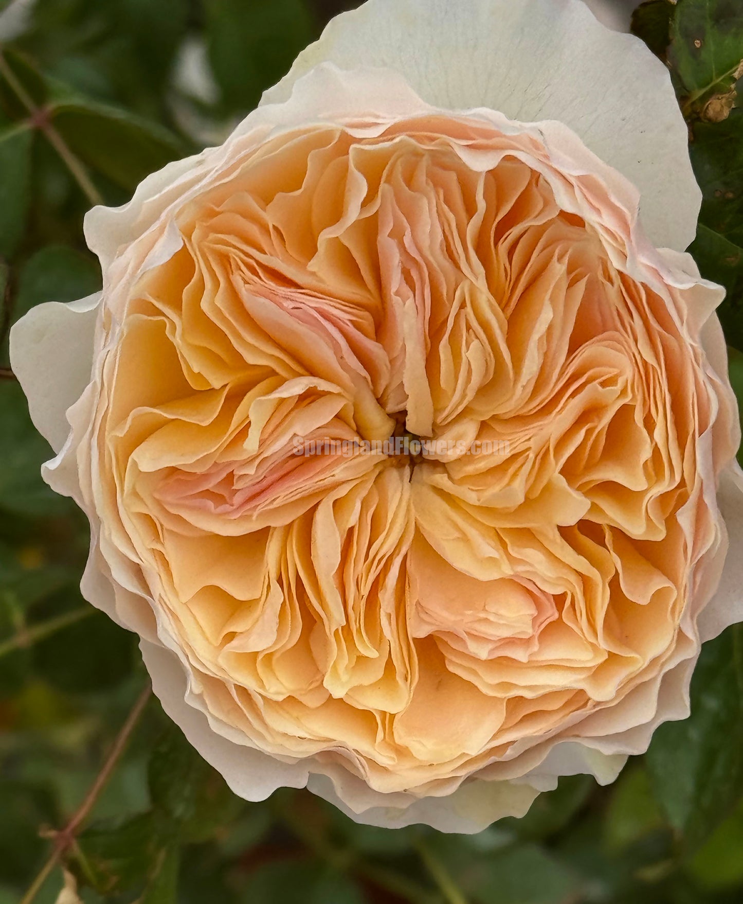 #SPC215, HanXian 涵仙,Climbing and Shrub Rose, Non-Grafted/Own Root.