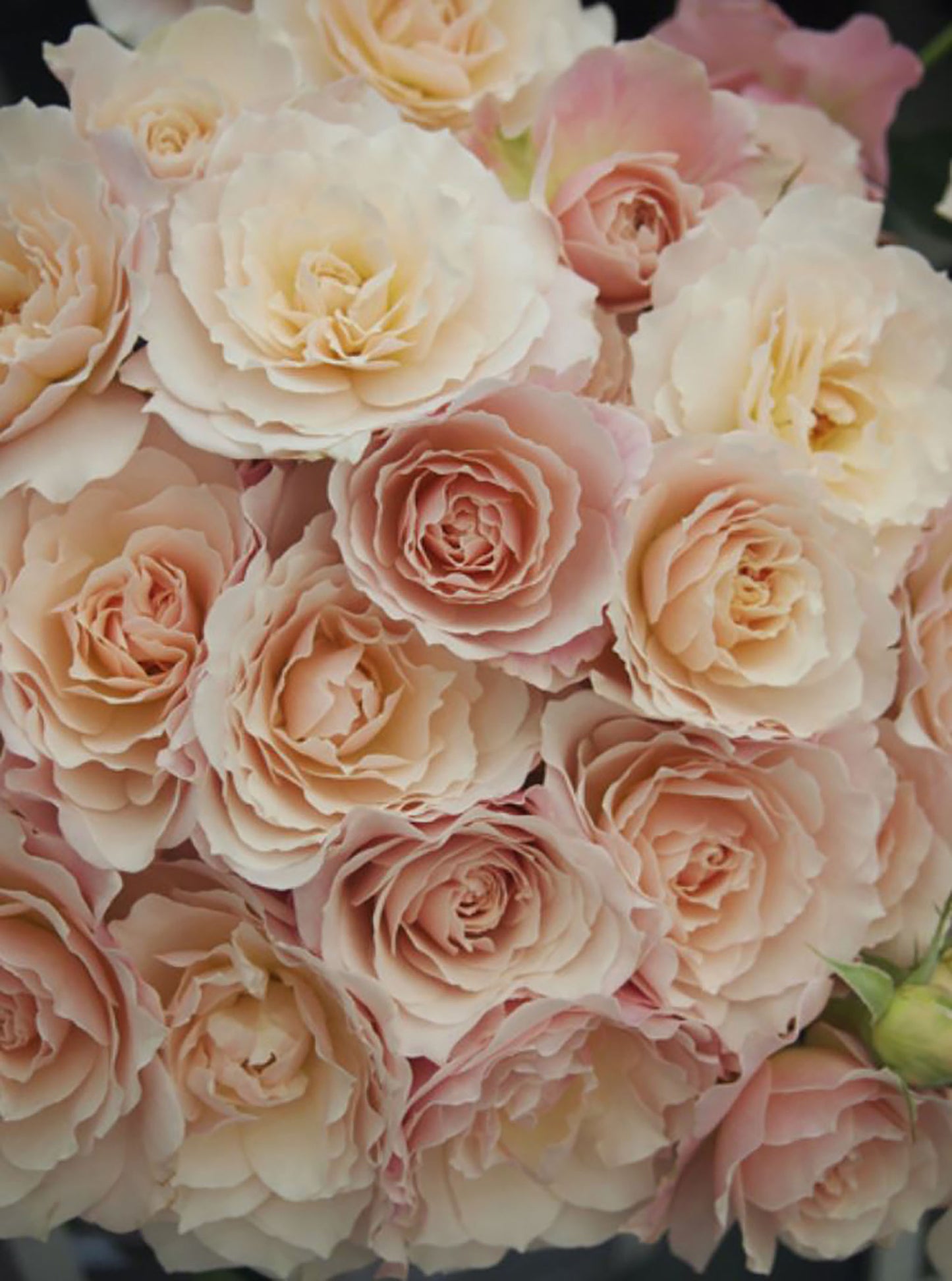 #SPJ050,extremely similar to Chou Chou 闪闪发光, Japanese Floribunda Rose, Non-Grafted/Own Root.