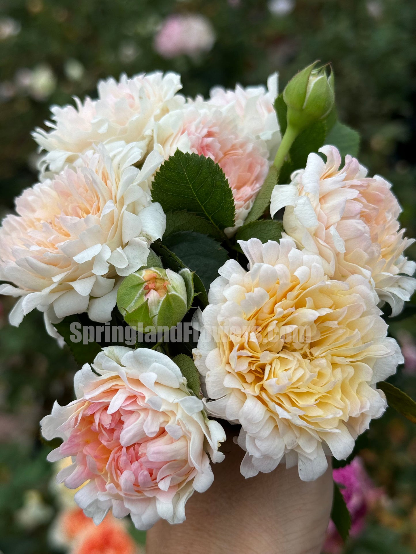 #SPN220, Peach Anemone 桃子海葵 , Shrub Rose,Heat-tolerant, disease-resistant, Thornless, Non-Grafted/Own Root.