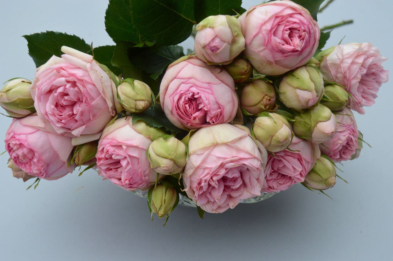 #SPG031,Charming Piano 妩媚钢琴, German Florist Shrub Rose, Non-Grafted/Own Root.