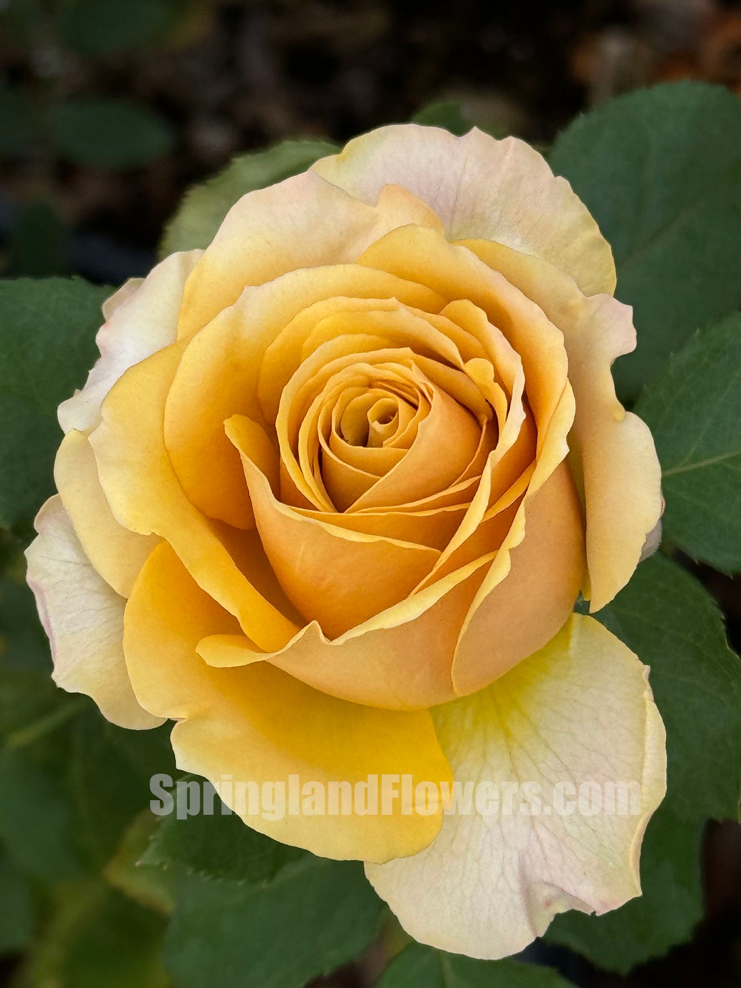 #SPJ185,Pine Dream 松之梦 ,Japanese Shrub Rose, Non-Grafted/Own Root.