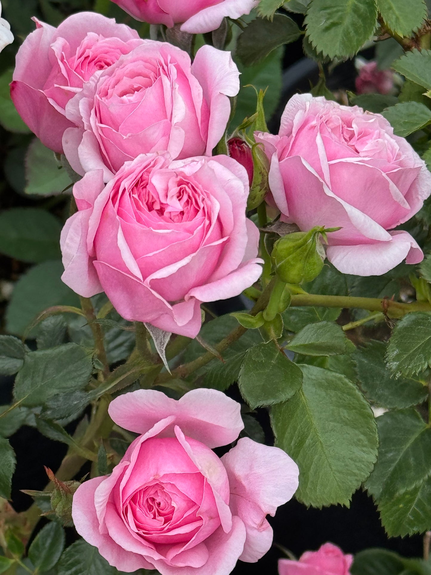 #SPJ159,Fée Clochette 铃之妖精, Floribunda Rose, Non-Grafted/Own Root.Yearlong flower buds. Perfect for small gardens.