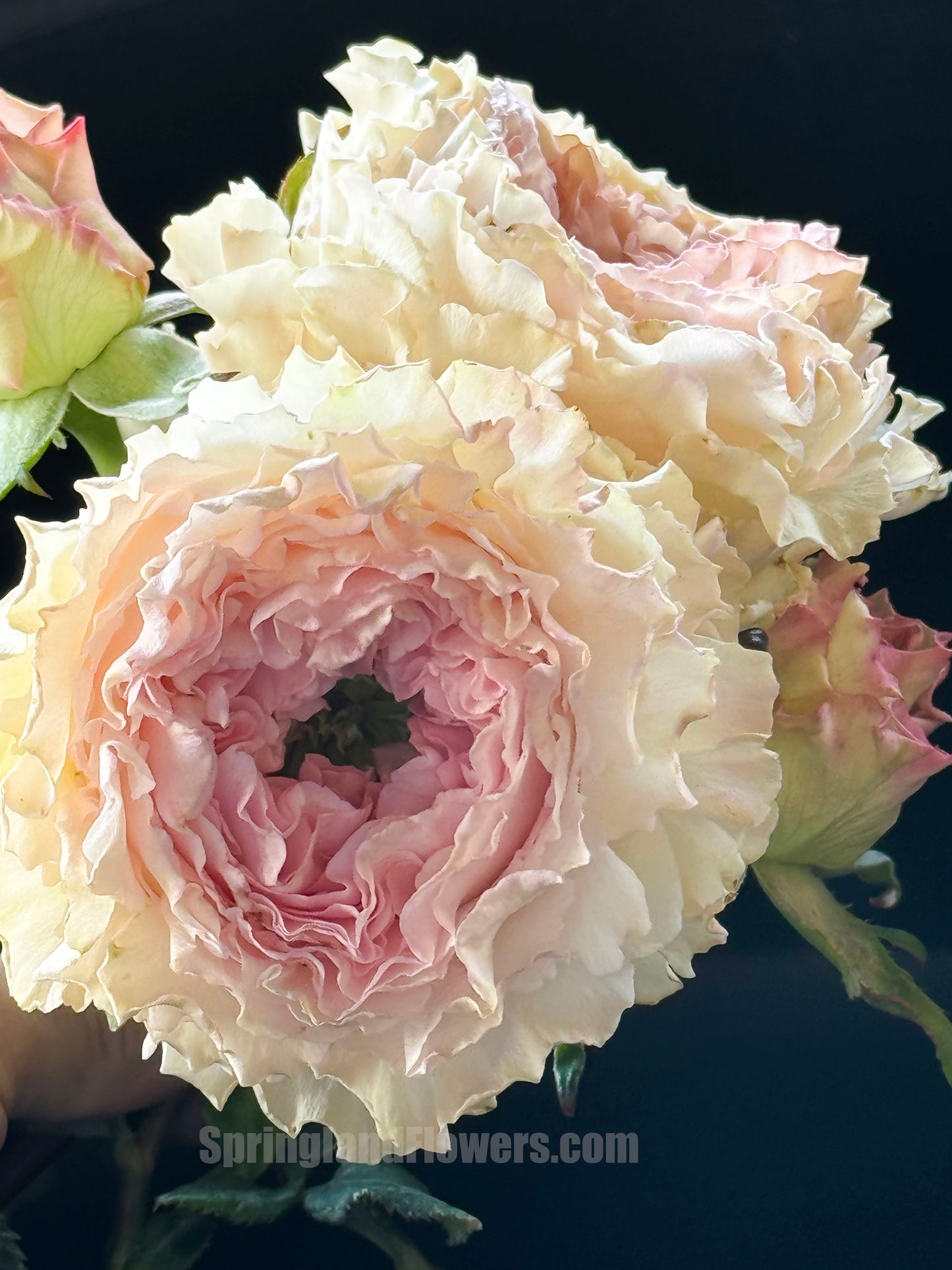 Goddess of the Luo River 洛神, Florists Rose. Non-Grafted/Own Root.