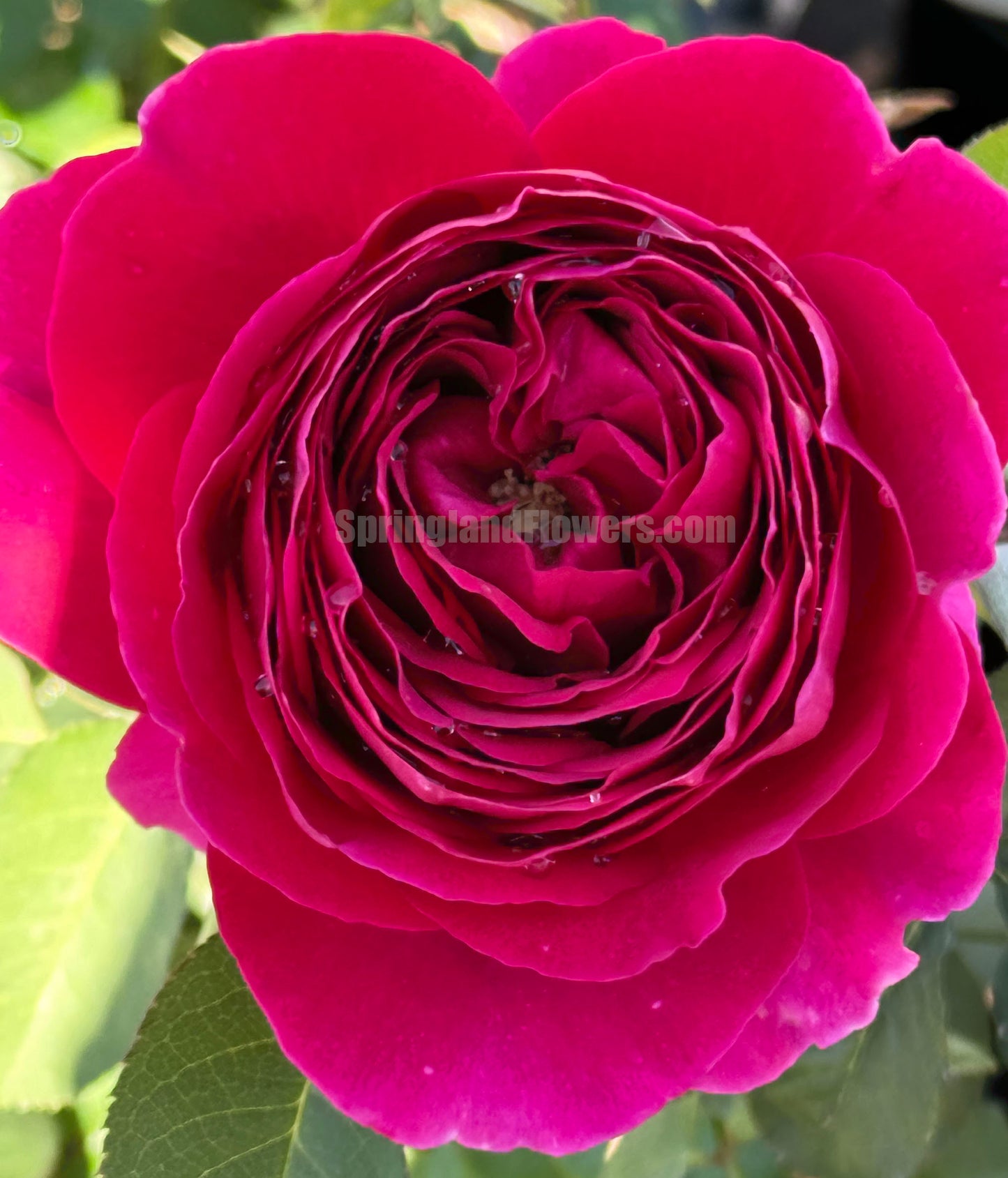 #SPJ171,Pas De Deux 双人芭蕾, Japanese Shrub Rose , Non-Grafted/Own Root.