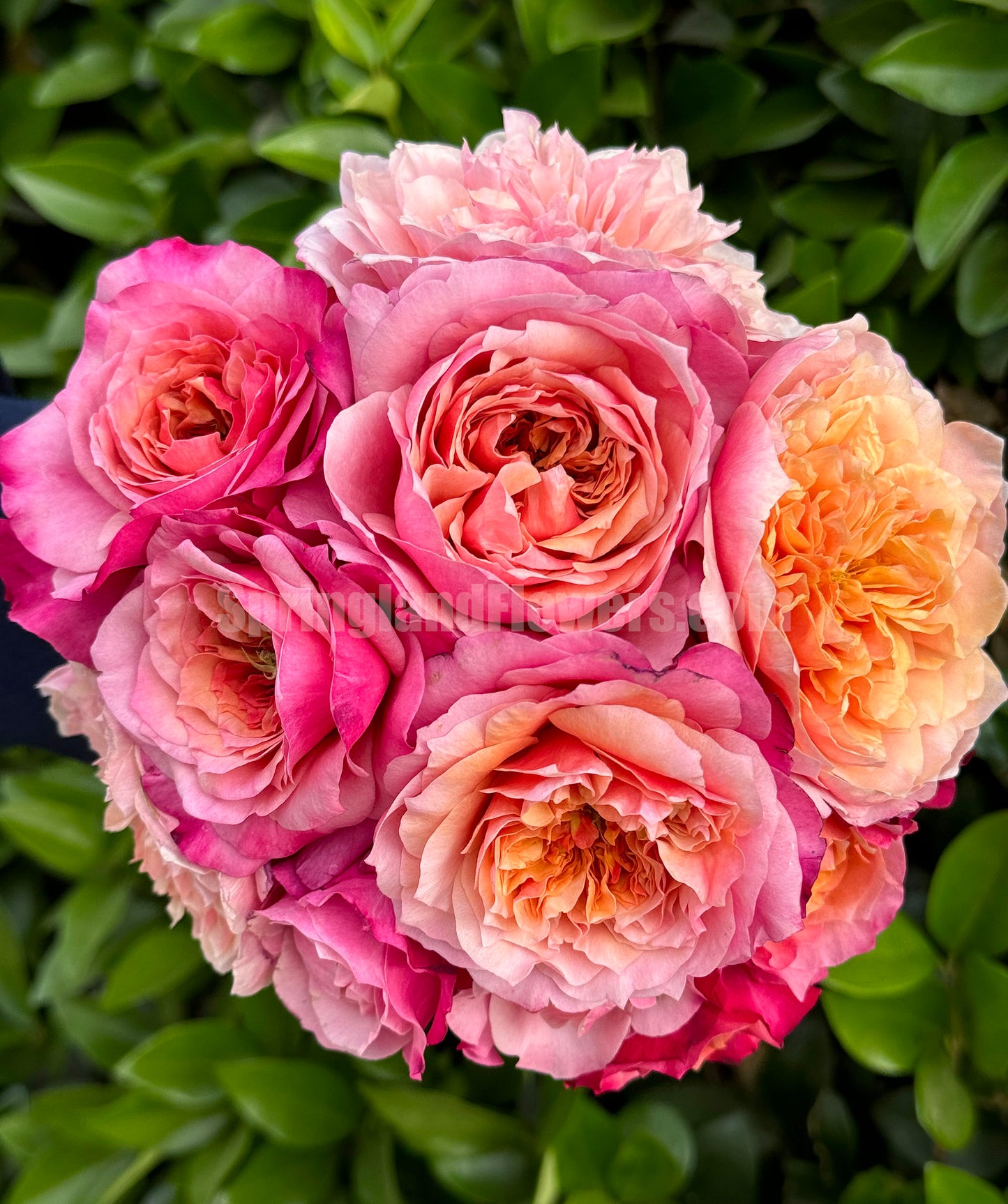 #SPJ035, Miyabi 雅,Florist Shrub Rose, Non-Grafted/Own Root.