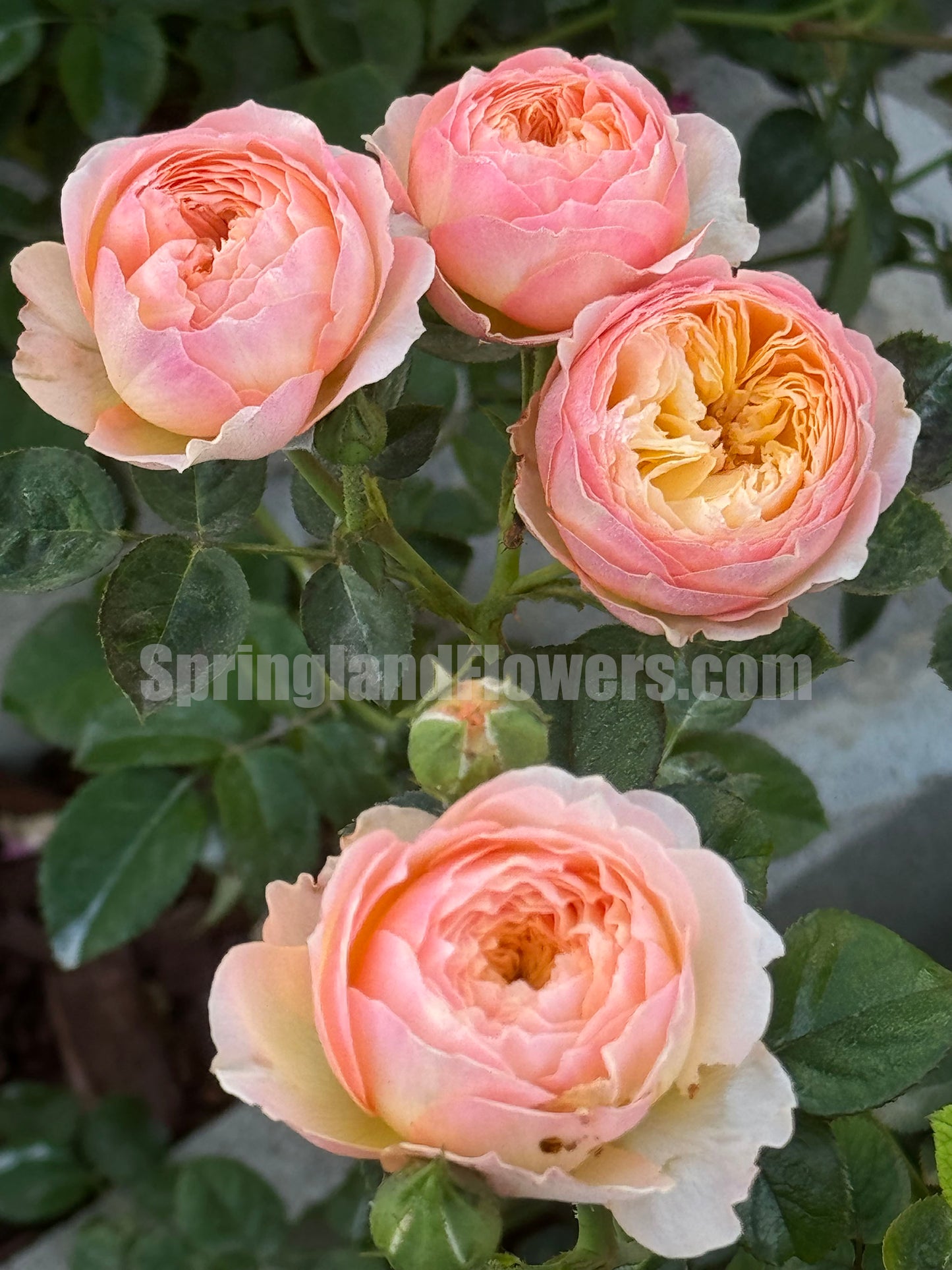 #SPC195,Plump Apricot 杏子肥, Floribunda Rose, Non-Grafted/Own Root.