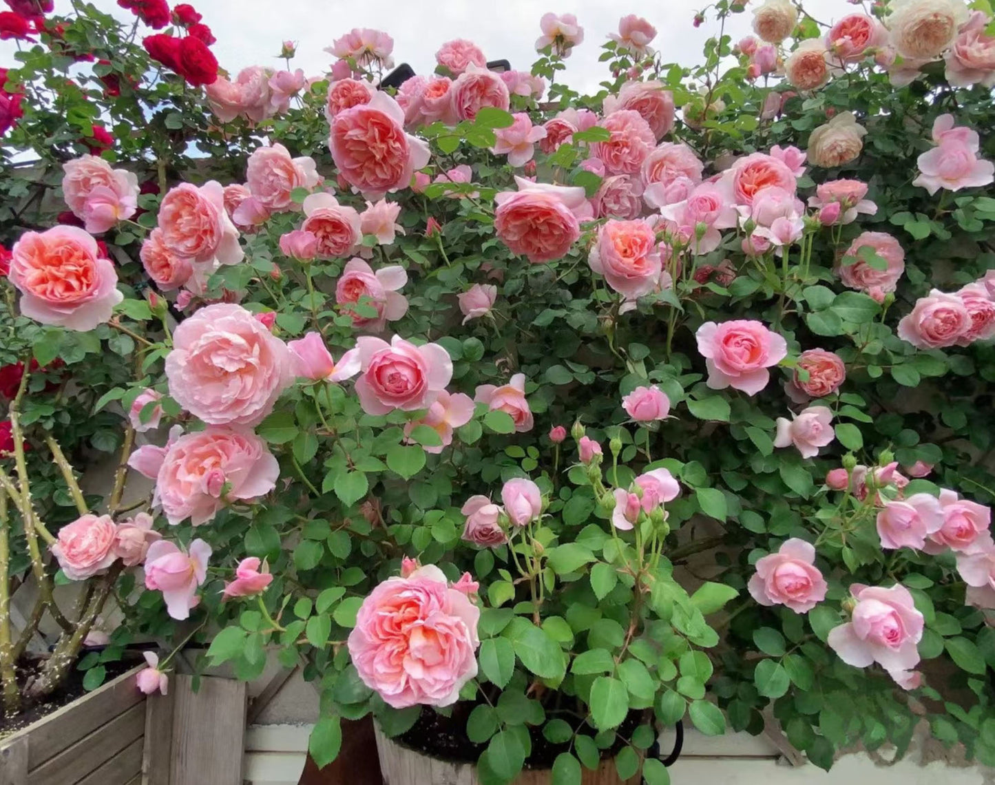 #SPF034,Dames de Chenonceau 舍农索城堡的女士,Climbing & Shrub Roses, Non-Grafted/Own Root.