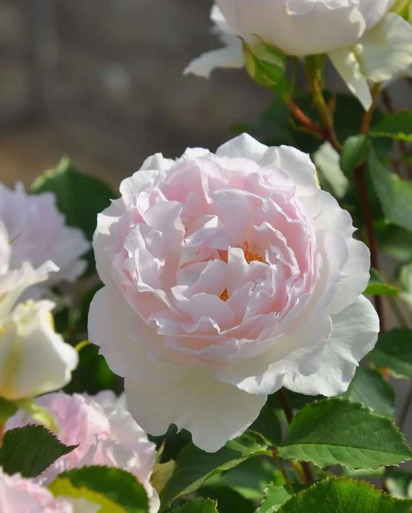 #SPJ162, NEW! Martha 玛莎, Japanese Climbing Rose, Non-Grafted/Own Root.