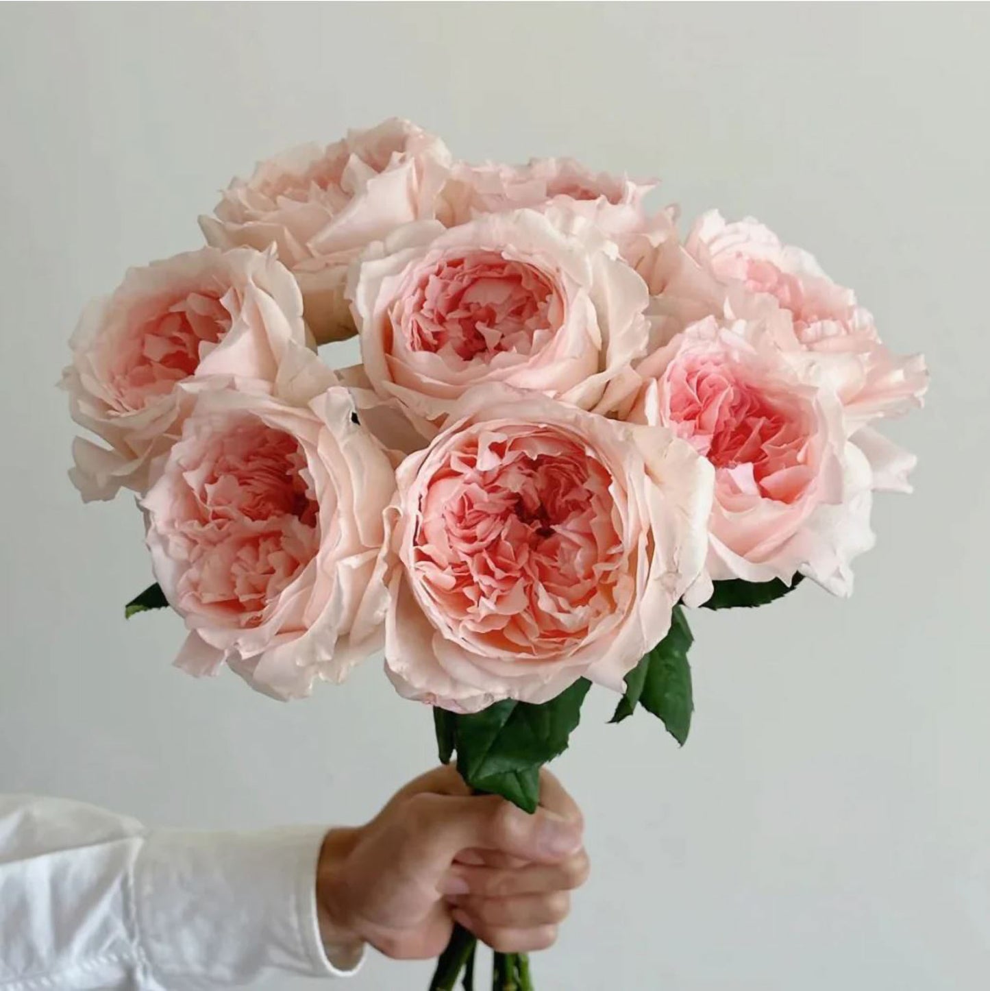 #SPJ115, Flow 涌流, Japanese Florist Shrub Rose.