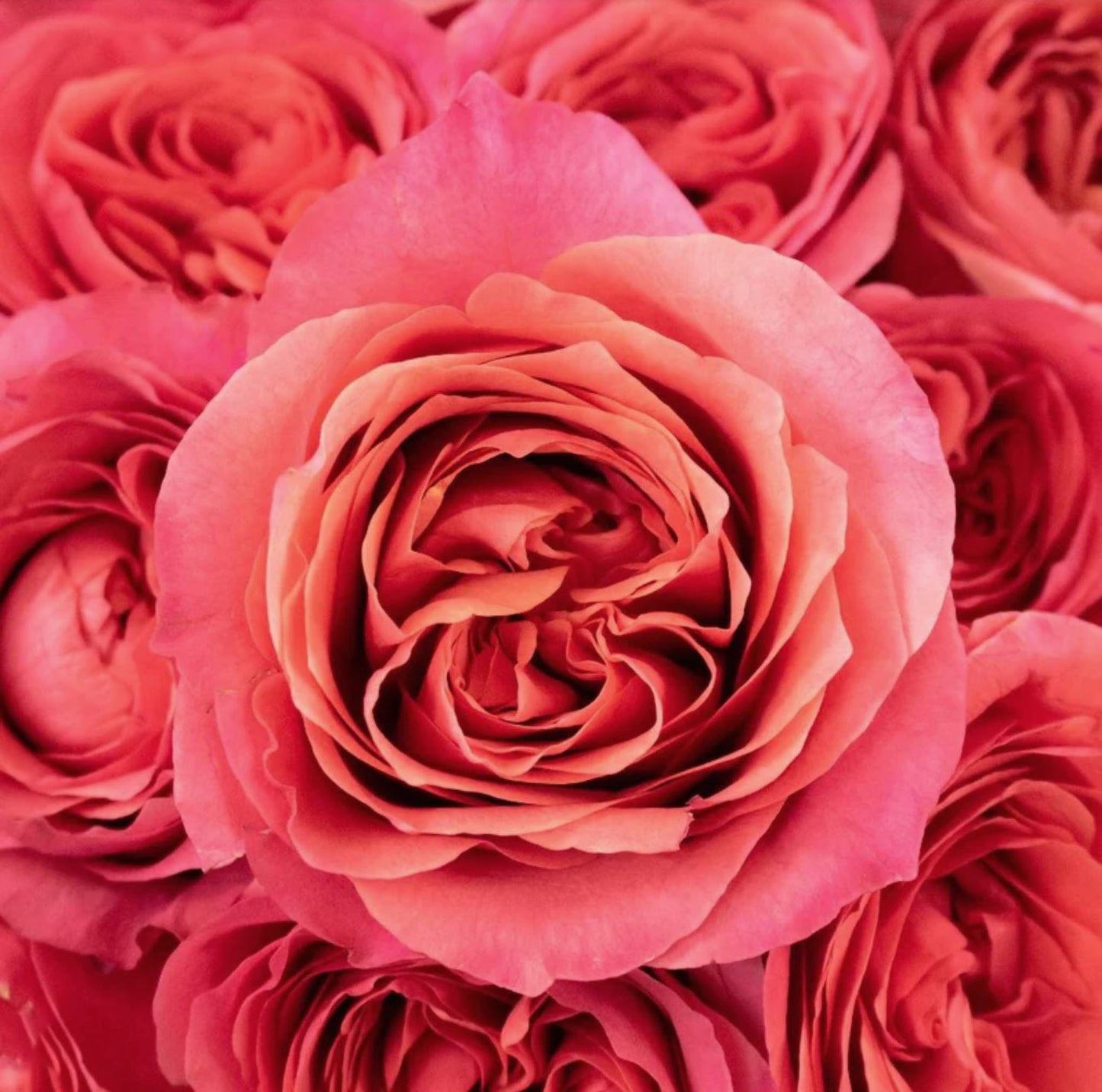 #SPN119,Extremely Similar to Dark X-pression 黑暗激情/黑暗爆炸, Florist Shrub Rose.