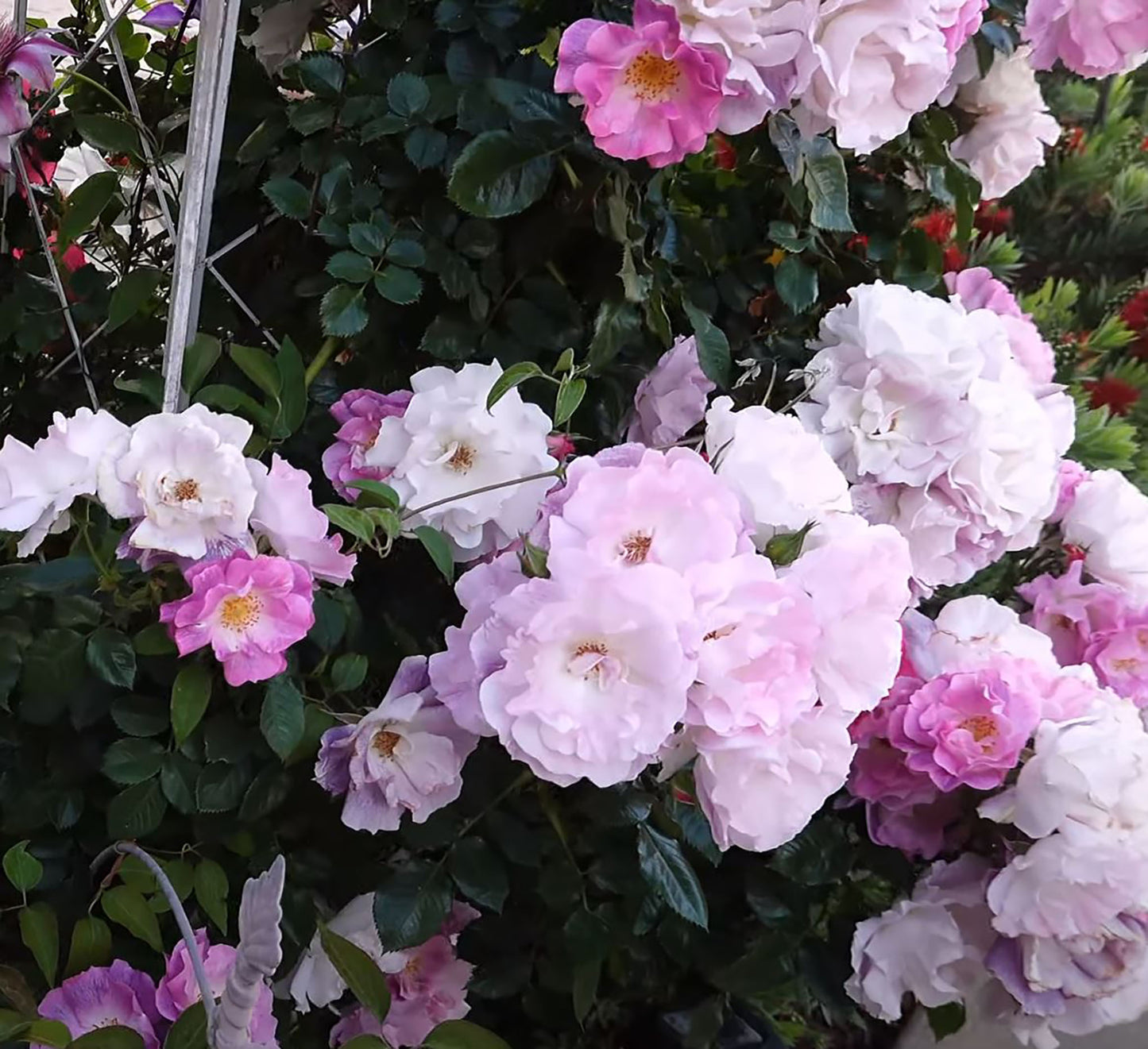 #SPE021, Blue For You 蓝色梦想 , Floribunda Rose, Non-Grafted/Own Root.
