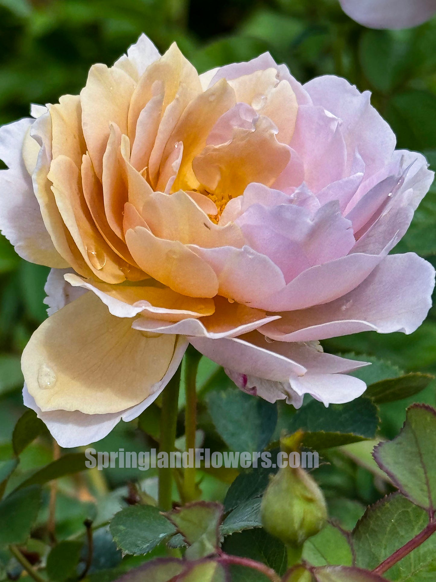 #SPC207, Fragment of Fall 锁清秋,Chinese Floribunda Rose, Upright, Repeat-Flowering, Excellent Disease Resistance,Non-Grafted/Own Root..