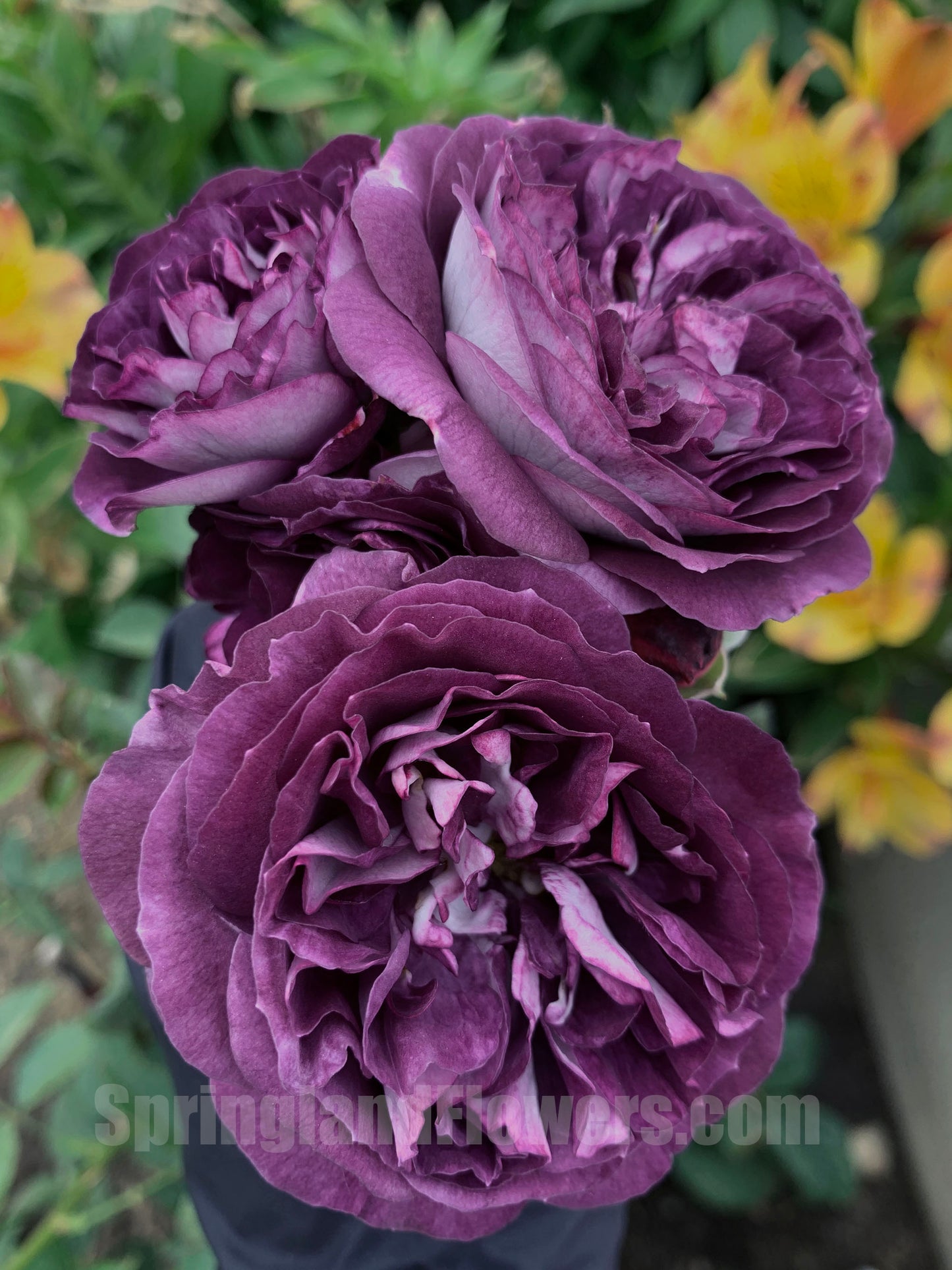 #SPJ099,Rinaldo 圣十字军, Japanese Shrub Rose, Non-Grafted/Own Root.
