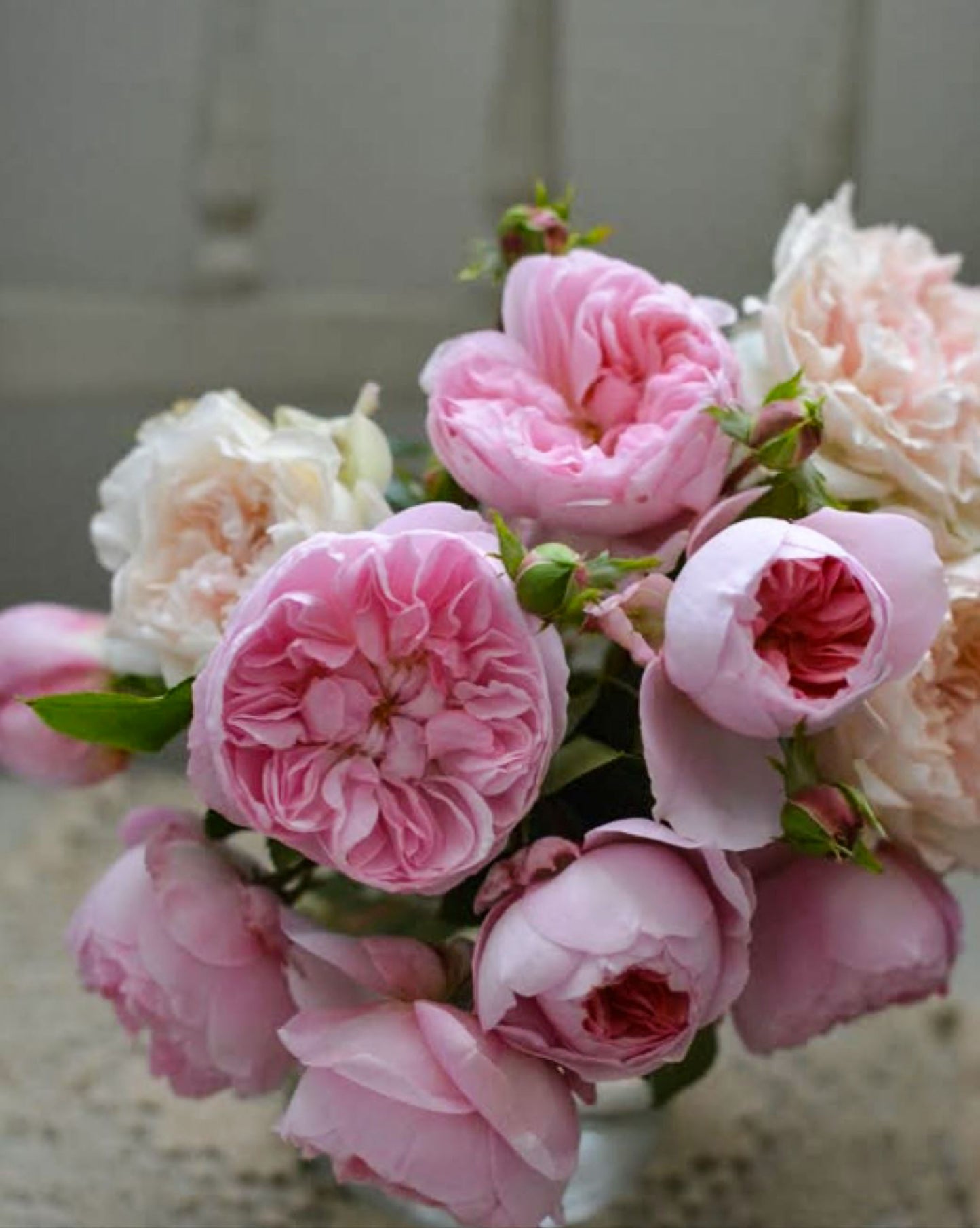 #SPJ139,Ruban 河本丝带,Japanese Floribunda Rose, Non-Grafted/Own Root.
