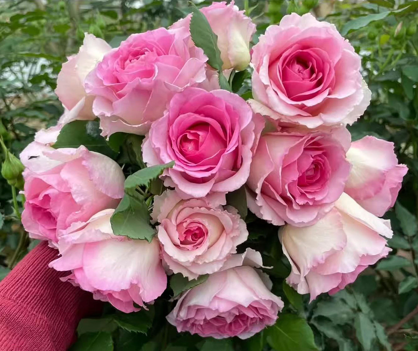 #SPC232,Silk Garment 罗衣,Thornless Climbing Rose , Rich Frangrance, Non-Grafted/Own Root.