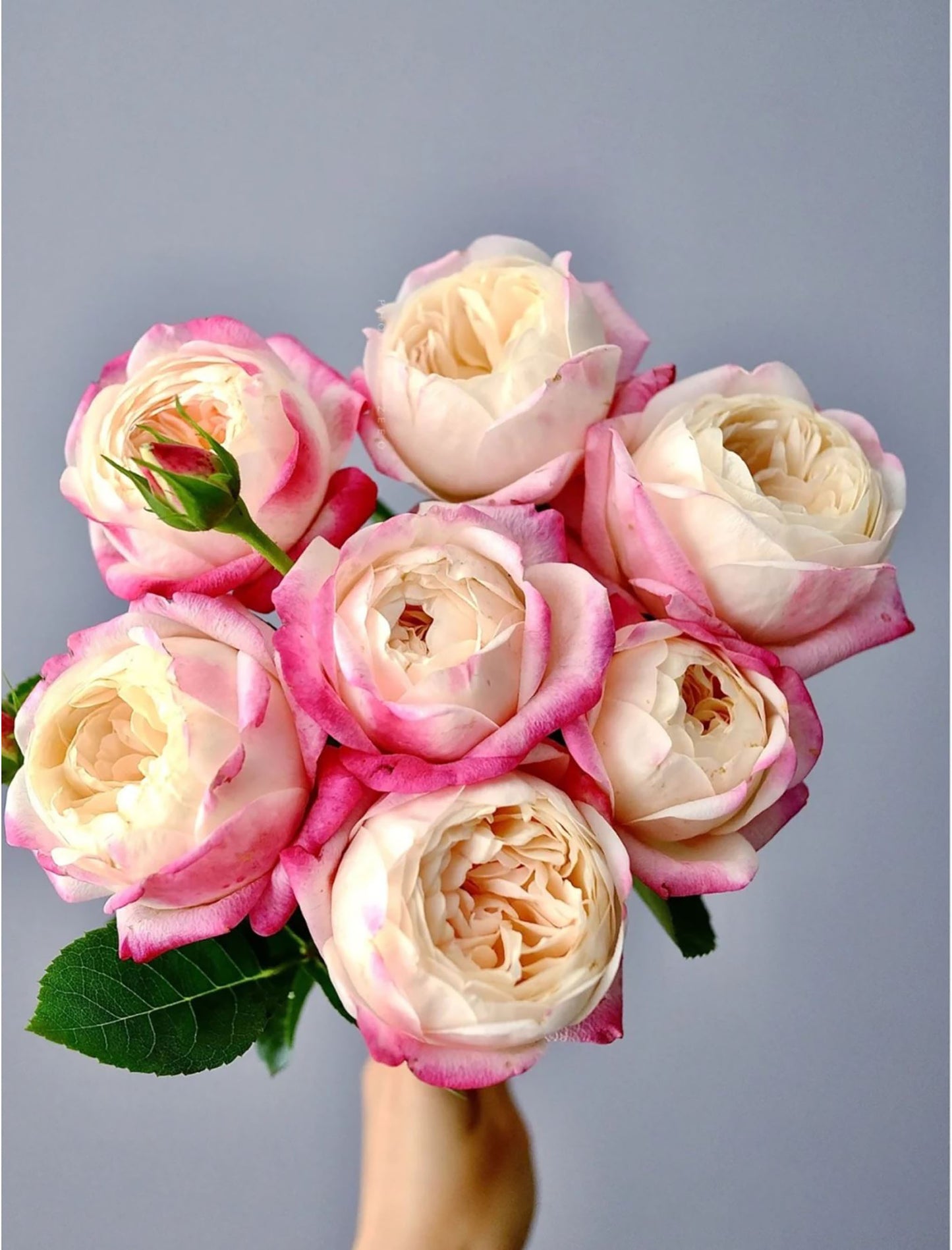 #SPJ180,Mon Amour 和室 , Japanese Shrub Rose, Non-Grafted/Own Root.