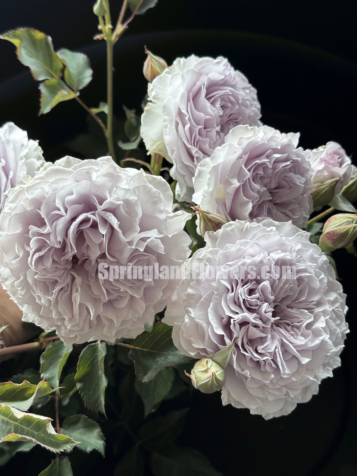 #SPC186, JiSe/Azure Tranquility 霁色, Chinese Shrub Rose, Non-Grafted/Own Root.