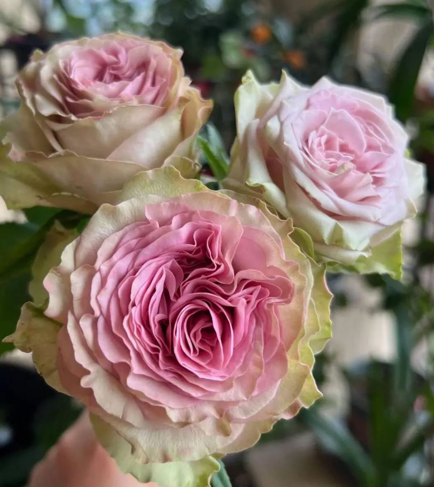 #SPN149,Retro Love 复古爱情,Netherlands Florist Shrub Rose,Heat-tolerant, Non-Grafted/Own Root.