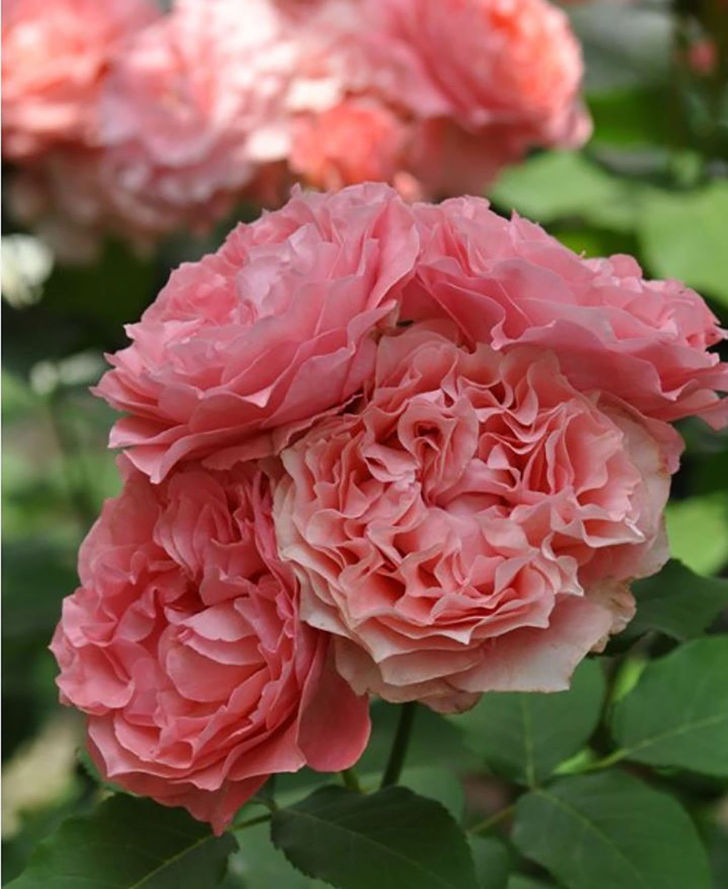 #SPJ049, Corail gelee 珊瑚果冻,Japanese Shrub Rose, Non-Grafted/Own Root.