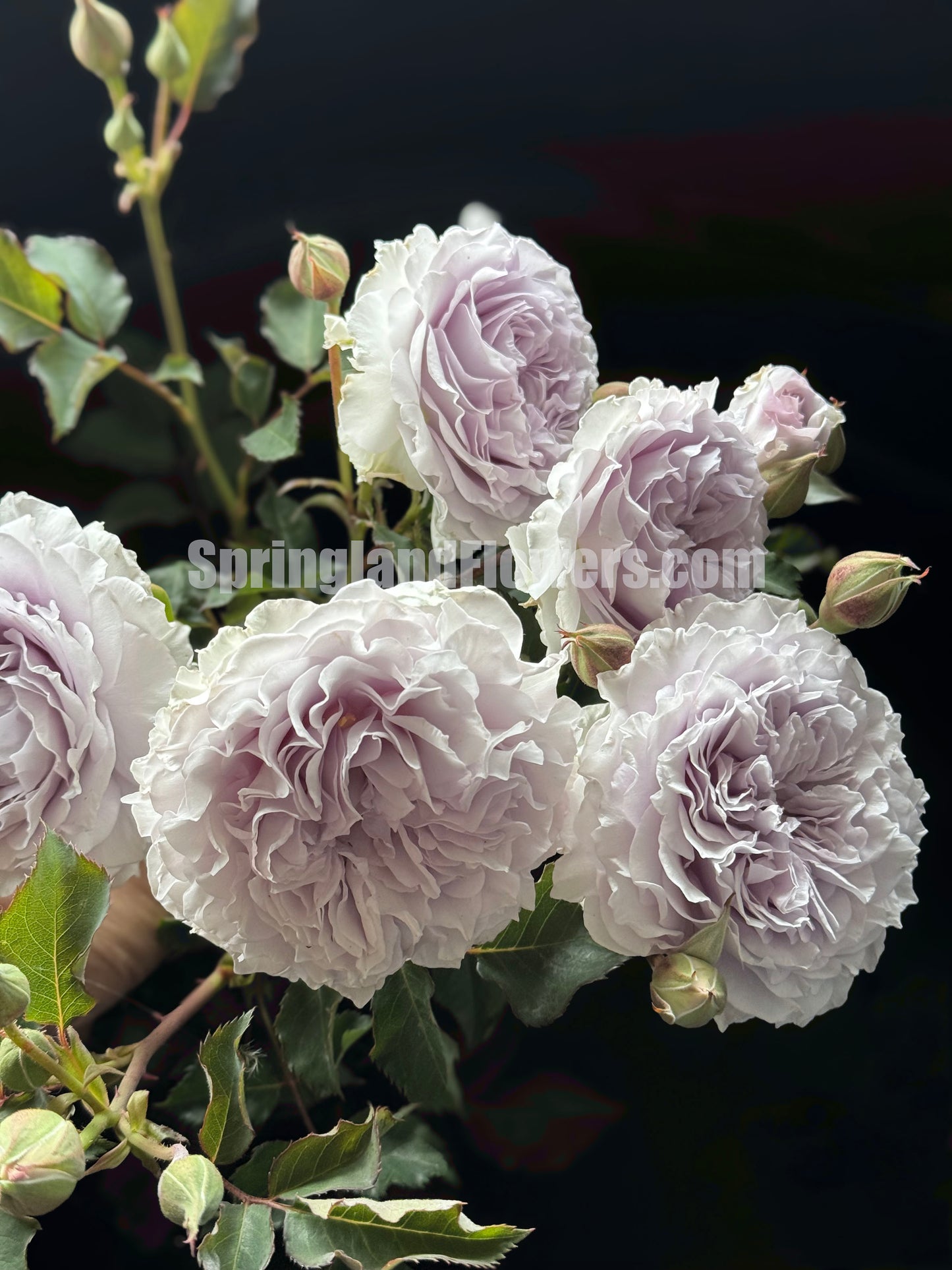 #SPC186, JiSe/Azure Tranquility 霁色, Chinese Shrub Rose, Non-Grafted/Own Root.