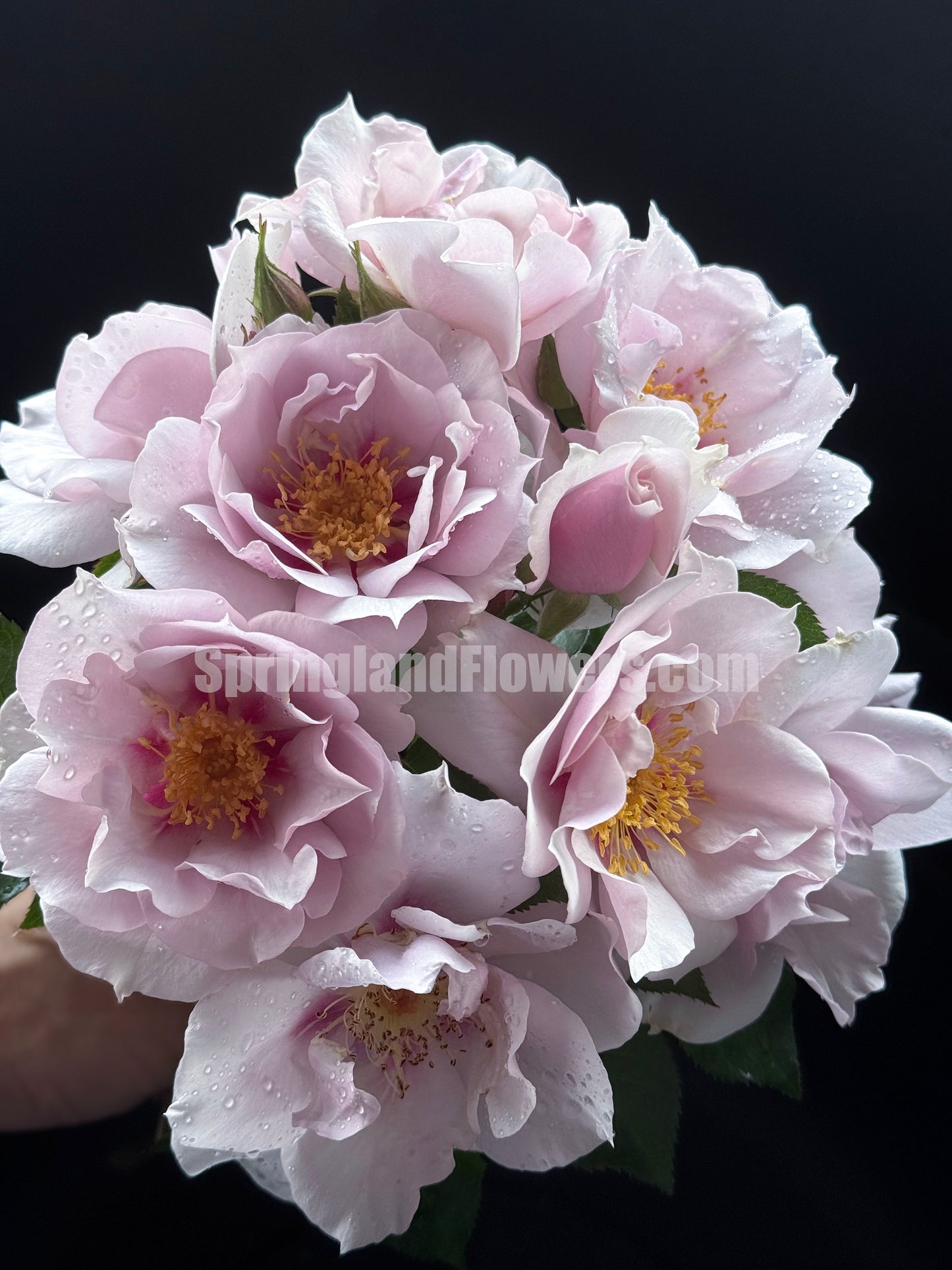 #SPJ047 ,Coup de Coeur 一见钟情,Japanese Floribunda Rose, Disease-Resistant, Non-Grafted/Own Root.