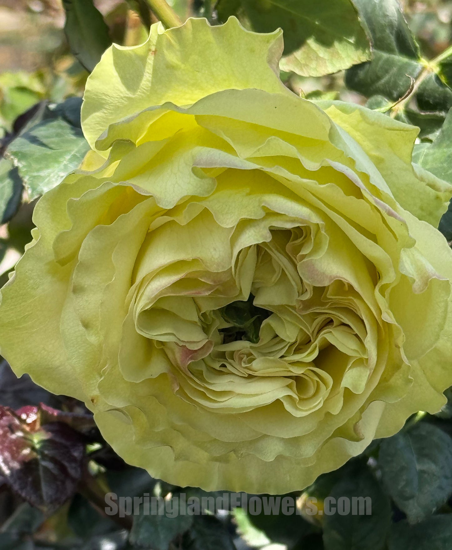 #SPN118,extremely similar to Dynamic 琉璃翠, Netherlands Florist Shrub Rose.