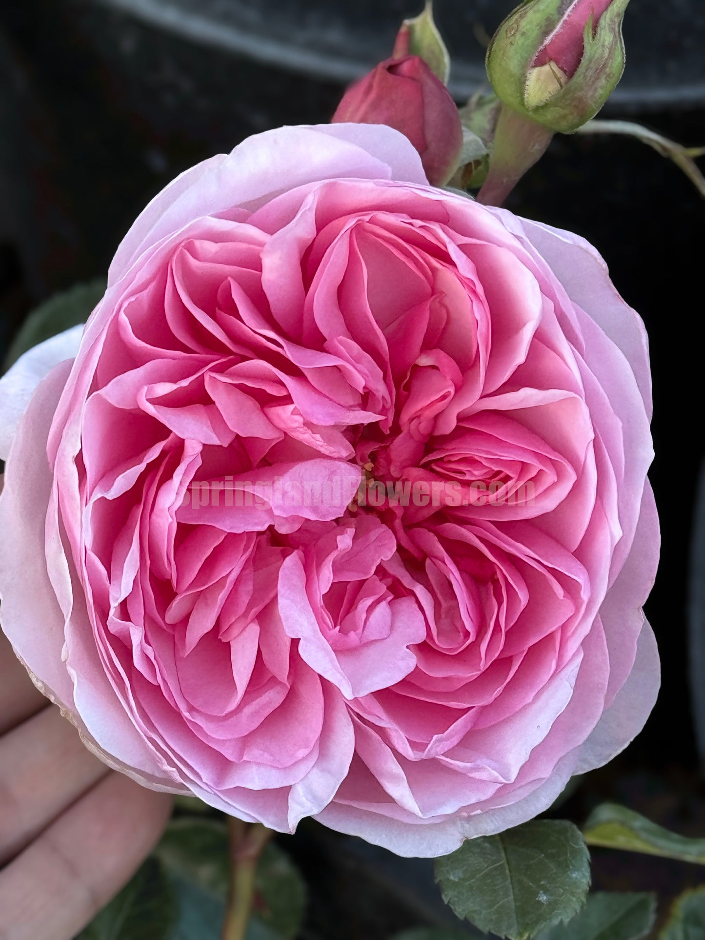 #SPJ139,Ruban 河本丝带,Japanese Floribunda Rose, Non-Grafted/Own Root.
