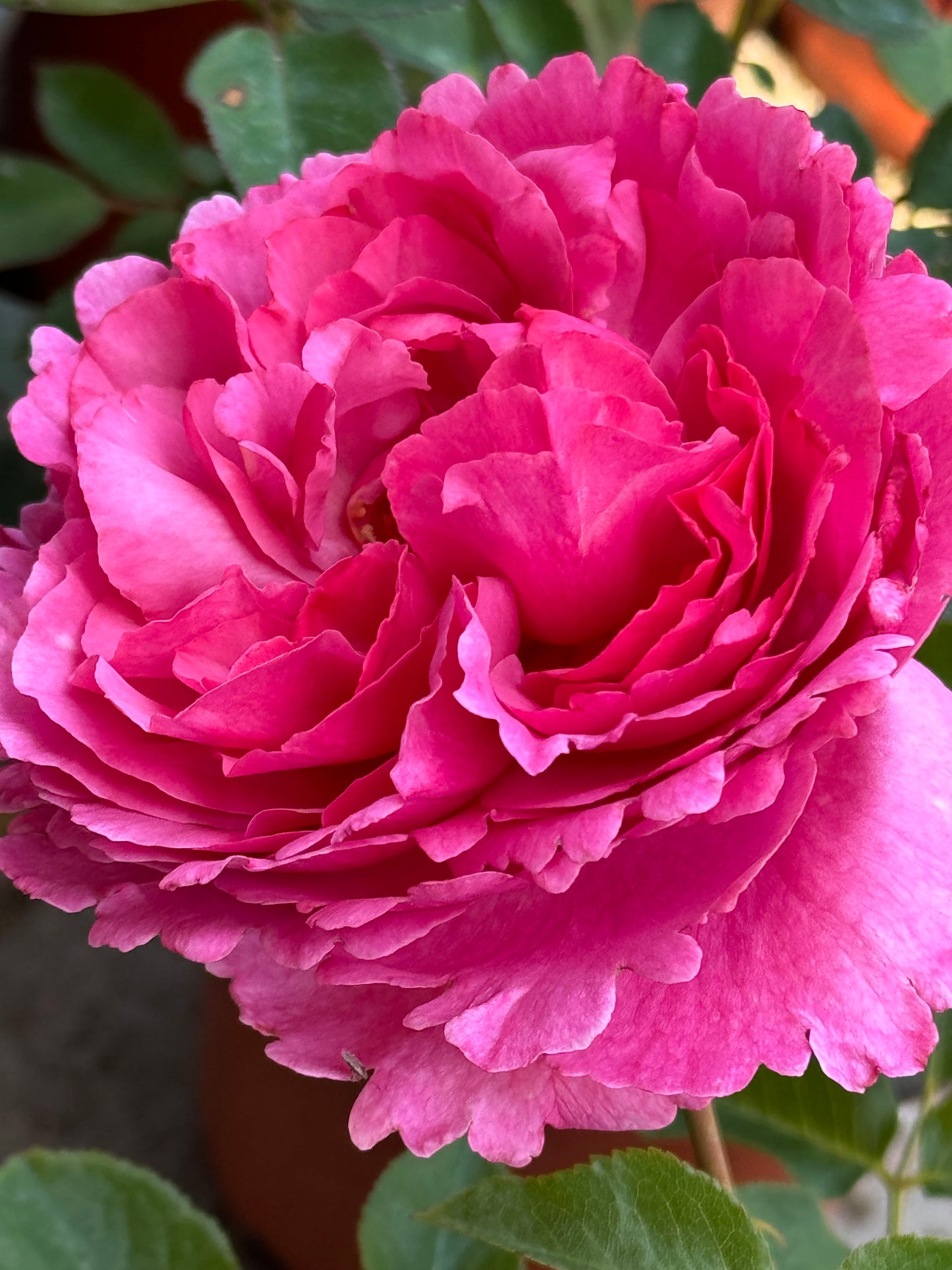 #SPJ105, Yves Bourgeois 伊芙小资情调, Japanese Shrub Rose, Non-Grafted/Own Root.