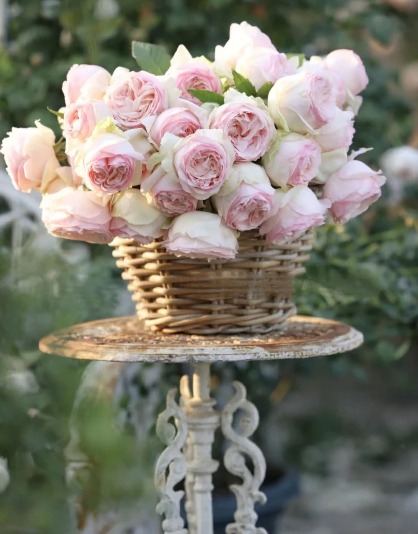 #SPJ179,Mona Lisa 蒙娜丽莎, Japanese Shrub Rose, Non-Grafted/Own Root.