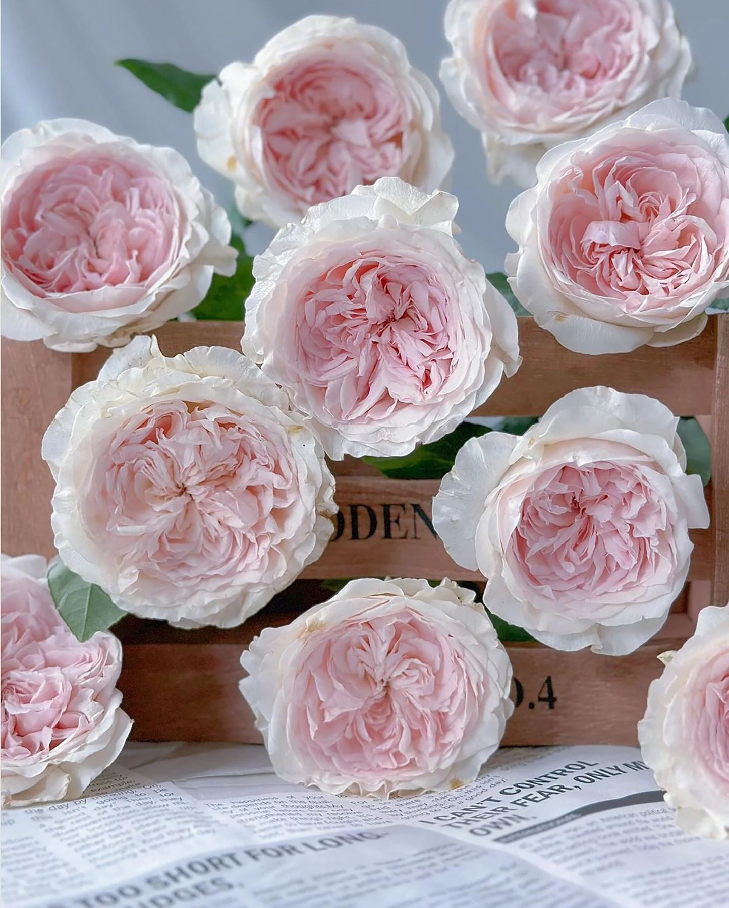 #SPJ257,Les Fraises 草莓奶昔, Japanese Shrub Rose, Large, Upright, Heat-tolerant, disease-resistant, Non-Grafted/Own Root.