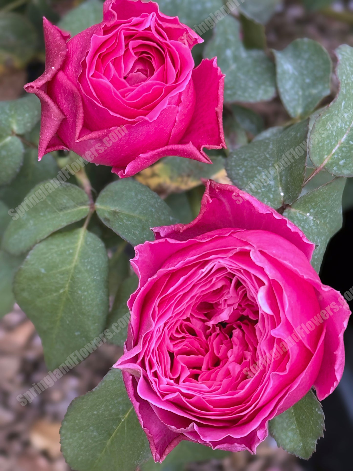 #SPJ110,Yu-zen 友禅, Japanese Florist Shrub Rose, Non-Grafted/Own Root.