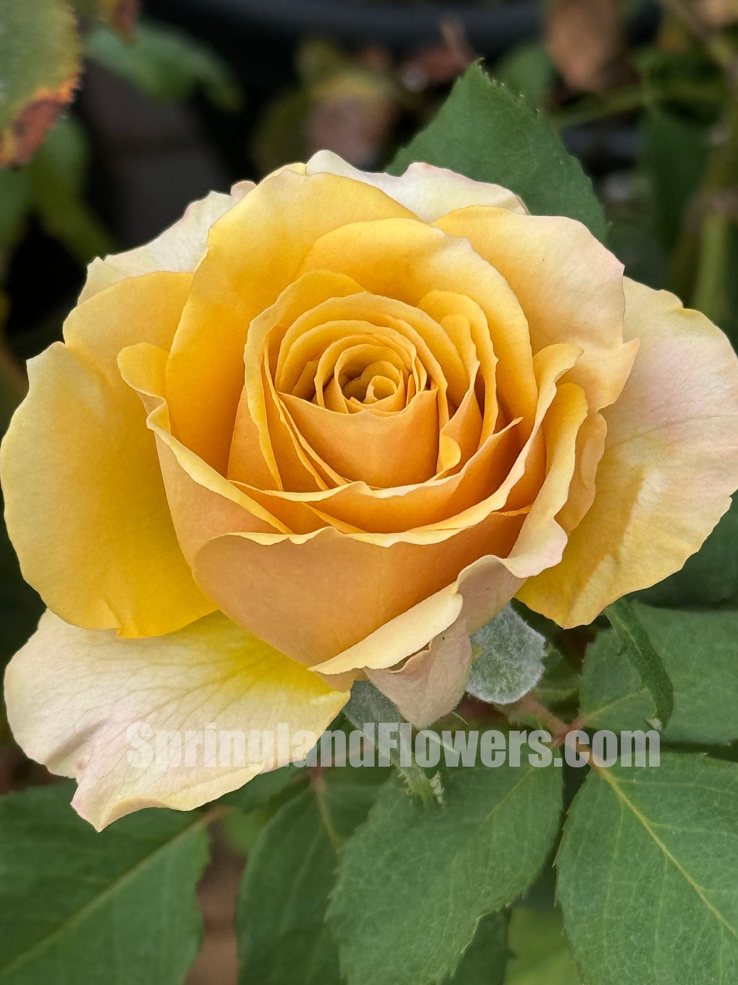 #SPJ185,Pine Dream 松之梦 ,Japanese Shrub Rose, Non-Grafted/Own Root.