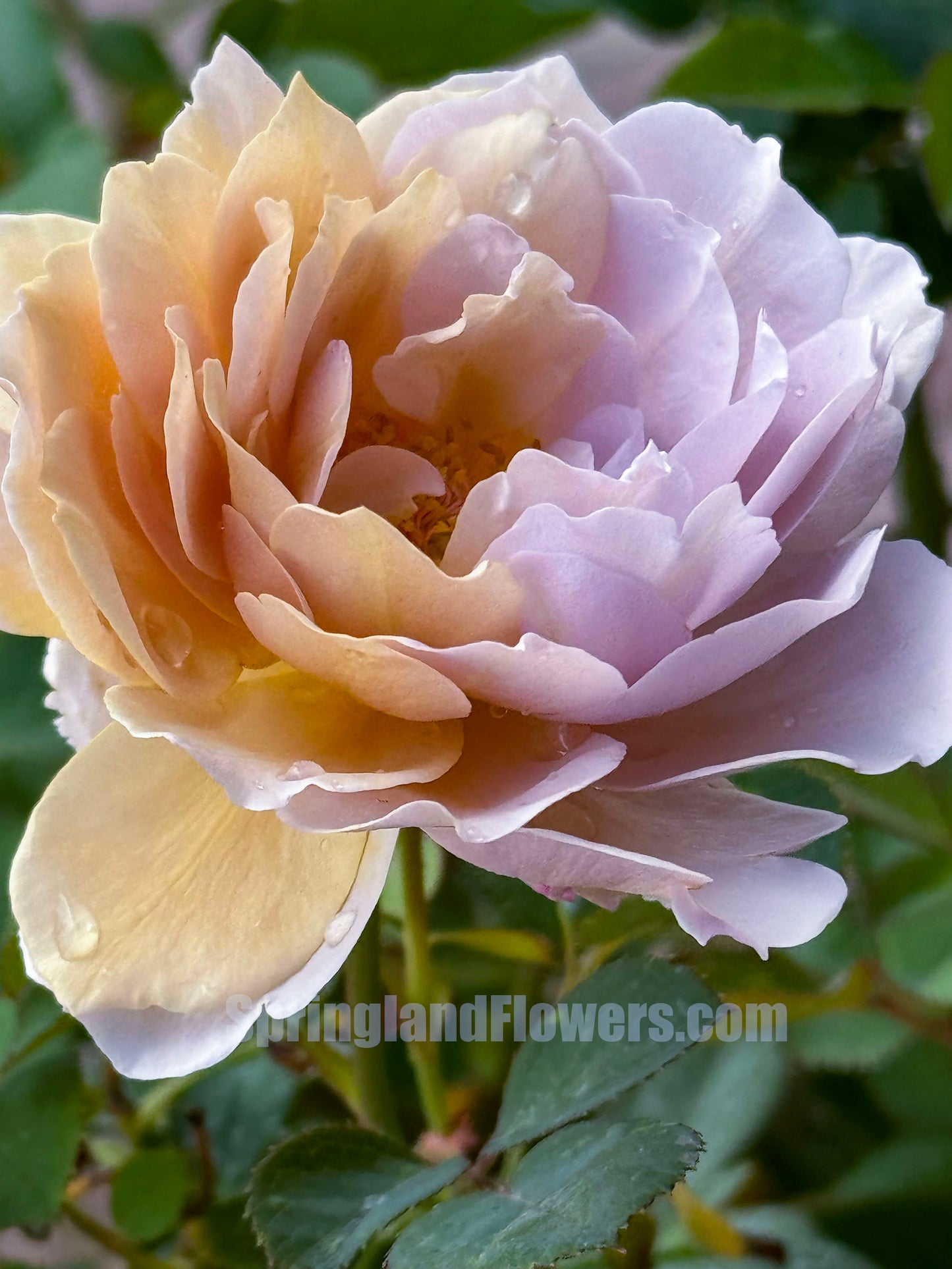 Fragment of Fall 锁清秋,Chinese Floribunda Rose, Upright, Repeat-Flowering, Excellent Disease Resistance,Non-Grafted/Own Root..